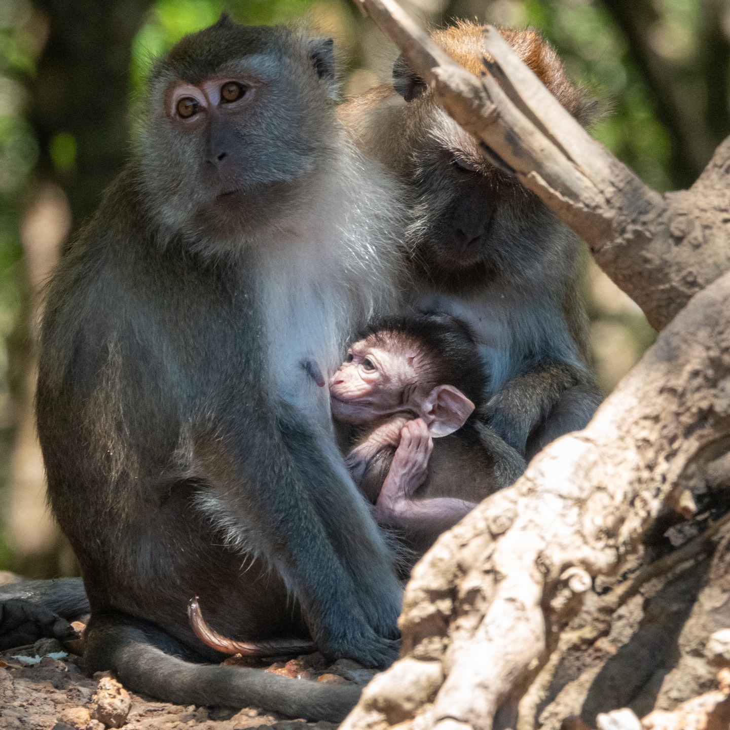 Happy Mother's Day to all the amazing Mum's out there!
#motherhood
#breastfeeding
#motherandbaby
#lactation
#motherslove