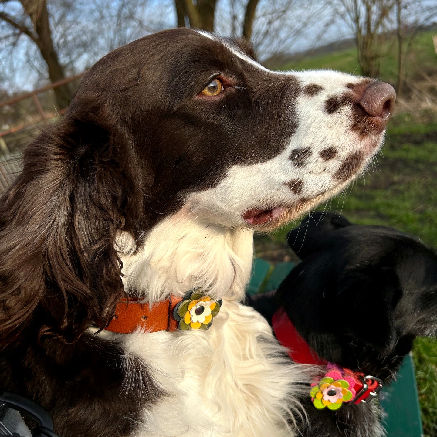 🌸 Neues Hundehalsband aus Leder 🌸
Dieses handgefertigte Hundehalsband aus hochwertigem Rindsleder ist nicht nur robust und bequem für deinen Vierbeiner, sondern auch ein echter Hingucker. Das besondere Detail: eine wunderschöne farbige Lederblume 🌼
Du kannst die Farbe der Blume selbst auswählen und das Halsband sogar mit dem Namen deines Hundes personalisieren. So entsteht ein ganz individuelles Accessoire für deinen Liebling 🐶#hundehalsband #lederhalsband #hundeliebe #hundezubehör #personalisiert #handgemacht #dogcollar #doglover #hundeglück #leder #hundeaccessoires #dogstyle