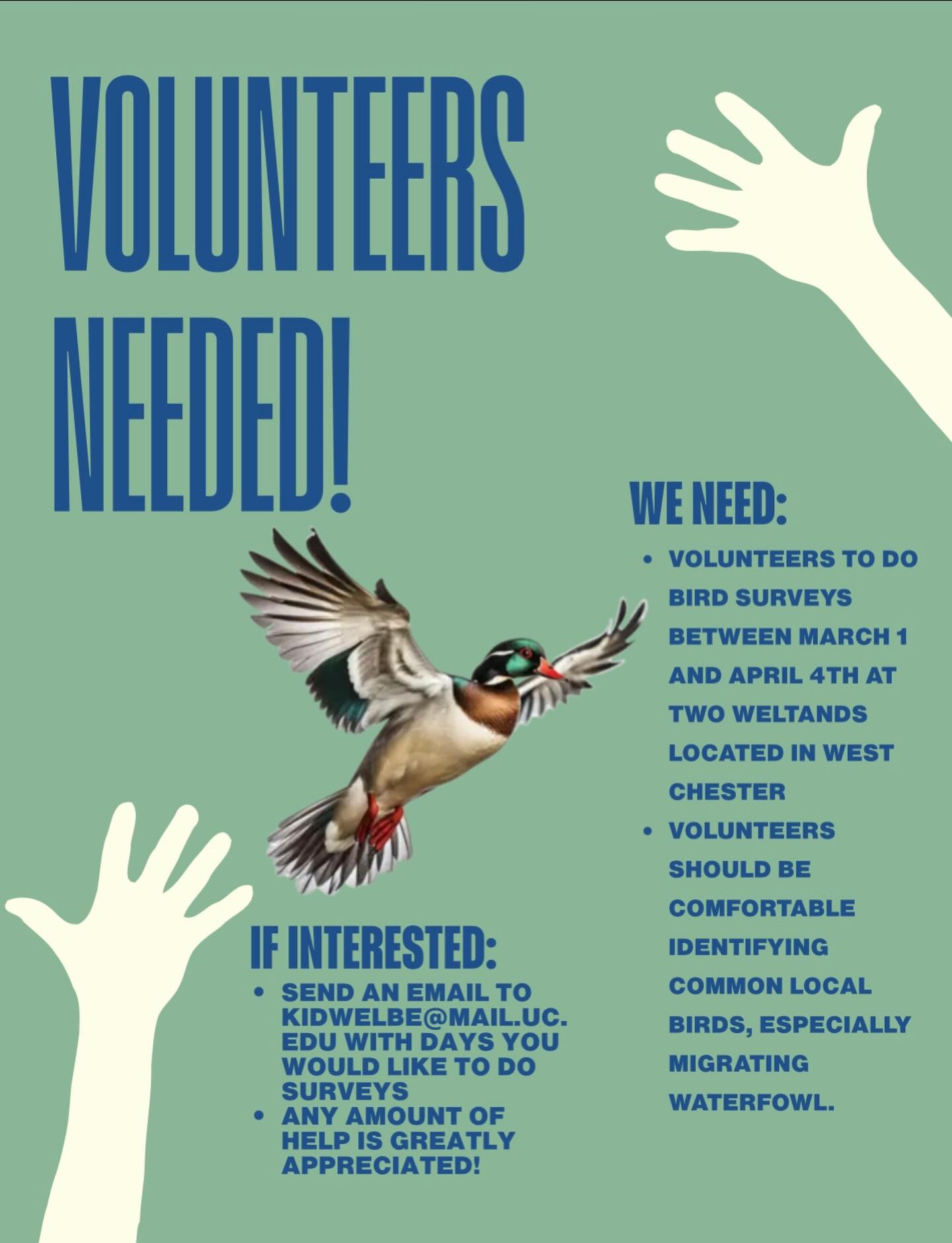 If you like birds, and are comfortable with identifying common local birds, consider volunteering for bird surveys! They will be taking place all throughout March and until April 4th. Send an email to kidwelbe@mail.uc.edu if interested!