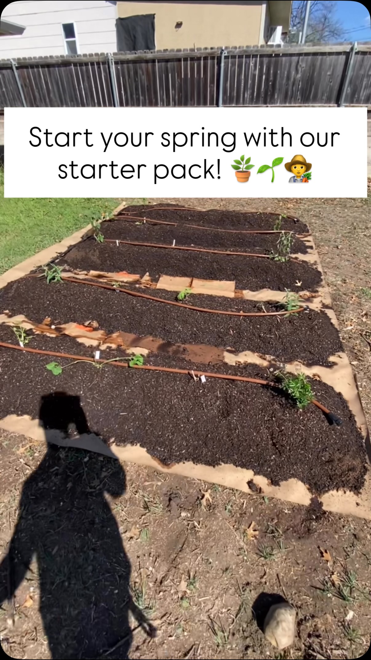 Gardening doesn’t have to break the bank. 💰
For $500, we’ll set up your backyard with:
1. 4-5 rows of high-quality soil
2. A mix of perennials and seasonal produce
3. Custom irrigation to keep things lush and low-maintenance
We’re building a greener community, one yard at a time. Tap the link in our bio to learn more about our services! 🤝🌱
#reel #fyp #LandscapingTips #EatLocal#landscapecooperative