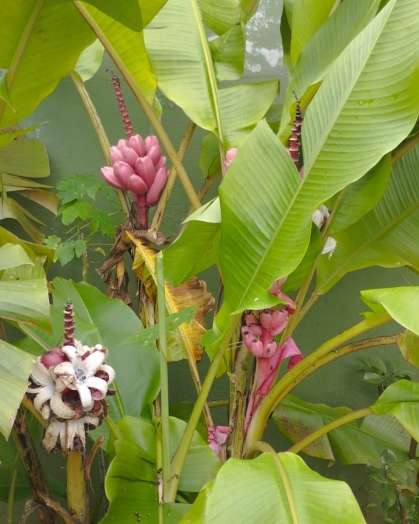 Banana rosa crioula, banana rosa, musa velutina. Banana ornamental que tem frutos com semente 💚
Essa aqui deu no quintal da querida @lucianahomrich
Bem docinhos, as bananas da musa velutina são comestíveis e suas sementes germinam 😱
Que tal colocar mais biodiversidade no quintal?
#panc #bananarosa #musavelutina