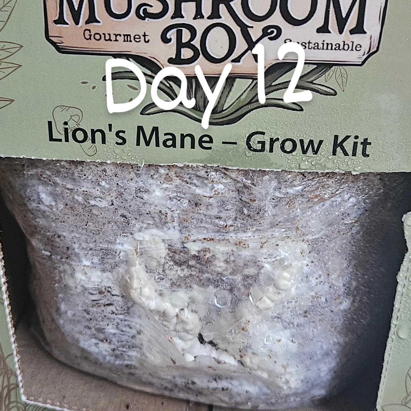 Day 12 for the mushroom growing kit and mushroomy growing stuff is definitely happening!! ... Ooh this is exciting, I can't wait to get cooking when this matures!! 🩷
#fungi #mushrooms #lions mane #food #foodstagram