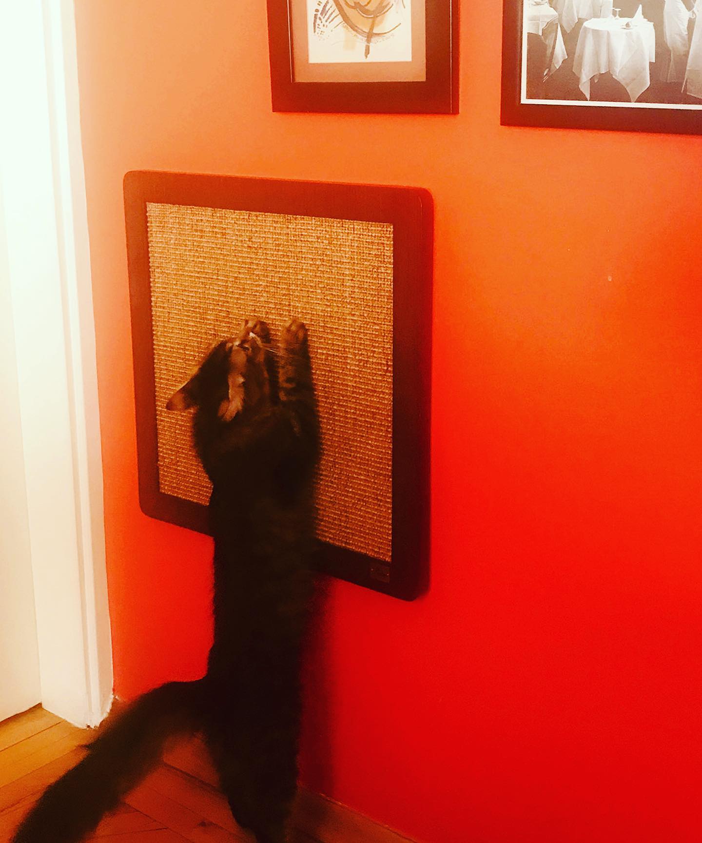 Quadro Tırmalama paneli- tamamen doğal ve üstün dayanıklı hindistan cevizi liflerinden yapılan sisal ile üretilmiştir. Evinizin stilini bozmadan uzuuun yollar kullanım için üretilmiştir. Kediniz ona ba-yı-la-cak! 😻🧡🤍💛🐾 .
.
.
.
.
.
.
#tırmalamapaneli #kedi #keditırmalaması #cat #gatto #modernkedi #tırmalamatahtası #kediaşkı