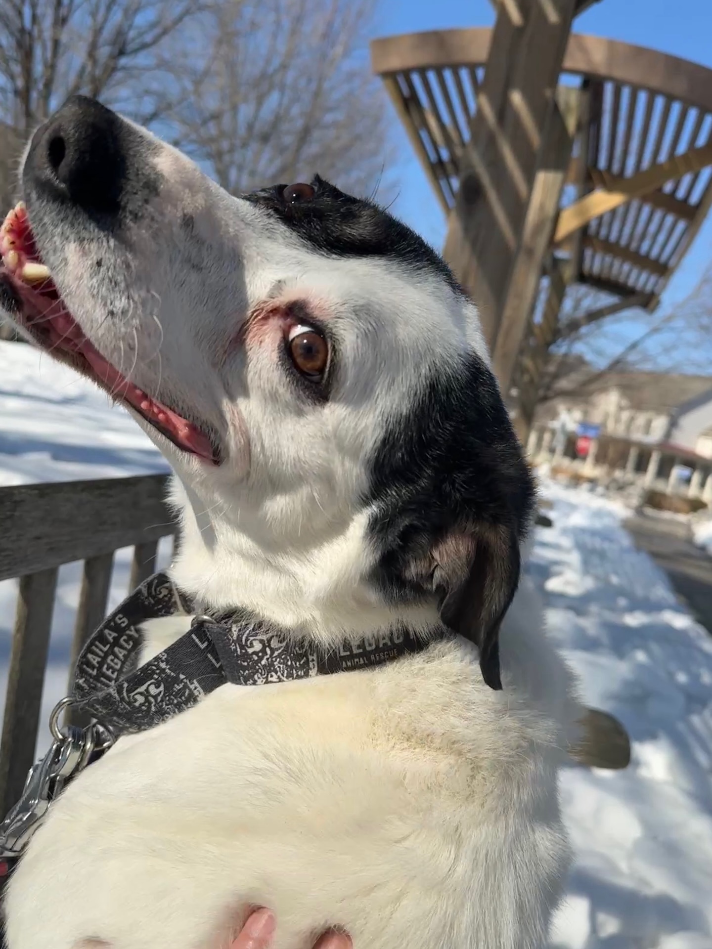 Did you know one of the best ways you can help the animal welfare crisis happening right now is to sign up as a foster? 💭
Rescue organizations like Laila’s Legacy can’t function without fosters. Shelters, even with their kenneling space, are inundated right now and rely on rescues to help by pulling animals in so the shelter can prevent spiking euthanasia numbers.
We started Laila’s Legacy to save dogs like Laila - large and bully breed dogs, misunderstood, in overcrowded shelters - and cats from inundated shelters.
Rescues like ours do not have shelter facilities though so we can’t help shelter partner’s over capacity issue without fosters!
It’s all a trickle down effect! 💦
“But what about boarding??” Many organizations in the DMV region and all over the US, rely on boarding partners to house dogs they struggle to place and in emergencies. In our case, we’re so lucky to have a partner with Pet Dominion. But… it takes so long to find fosters for animals placed in boarding because of misconceptions around the need to foster those animals. For example, Rye and LB are the last two we have there and have been waiting for months - years. The pushback we hear most? “Well they’re safe there! So I’ll go focus elsewhere”. Yes, they’re happy and healthy and given so much love but it’s not a foster home. And so, we cannot use boarding as a go between.
We must find fosters for the animal’s sake.
Before you swipe…. YES - you too can foster!
❌You don’t need experience.
❌You don’t need “the perfect set up”.
❌You don’t have to work from home.
❌You don’t have to be retired.
❌You don’t have to have an empty home.
Truly anyone can foster.
⭐️ Food, meds and vaccines, training, and other supplies are all covered by the org or donors. Mileage or other supplies provided by you as the foster can be written off at tax season as well!
We started Laila’s Legacy to save dogs like Laila - large and bully breeds, misunderstood, in overcrowded shelters - and cats from inundated shelters.
Sign up to foster today to end the animal welfare crisis. Laila’s Legacy can’t do this without you. 🫶🏻
—
#fosteringsaveslives
