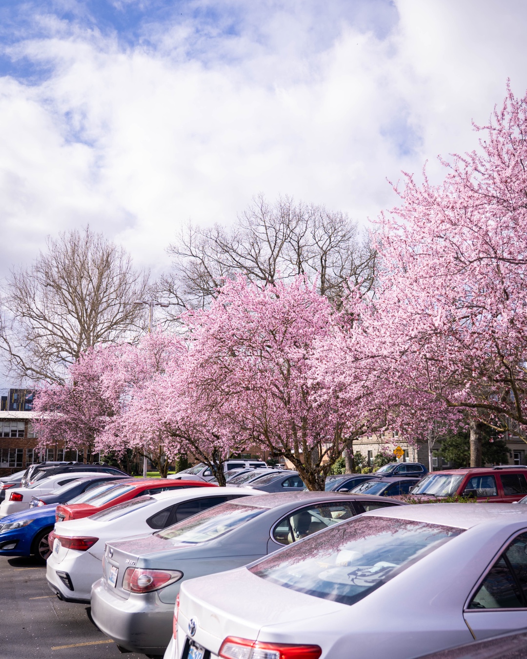 Graced by early spring colors on campus! 🌸🌼