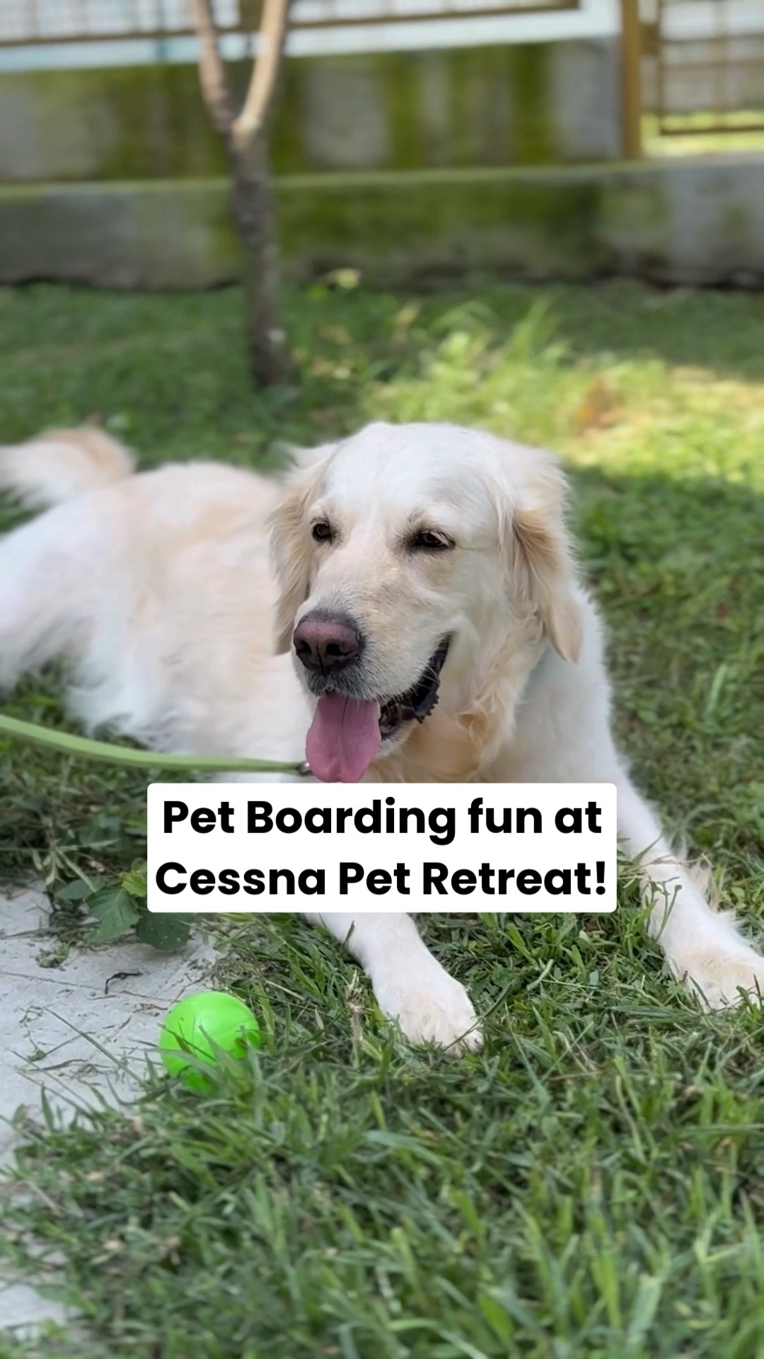 🐾 When pets check in, the fun begins.
Zoomies on the grass, splashes in the pool, new furry friends, and lots of belly rubs — our guests at Cessna Pet Retreat know exactly how to make the most of their holiday. 🌿💦
Because while you’re away, your pets deserve a stay that’s filled with play, care, and plenty of happy tail wags.
📞 Planning a stay for your pet? Call 7619634627 to book their next getaway at Cessna Pet Retreat.
#cessnalifelineveterinaryhospital #cessnalifeline #20yearsofcessnalifeline #cessnapetretreat #petboarding #petvacation #dogboardingindia #petresort #dogsofindia #petparentsindia