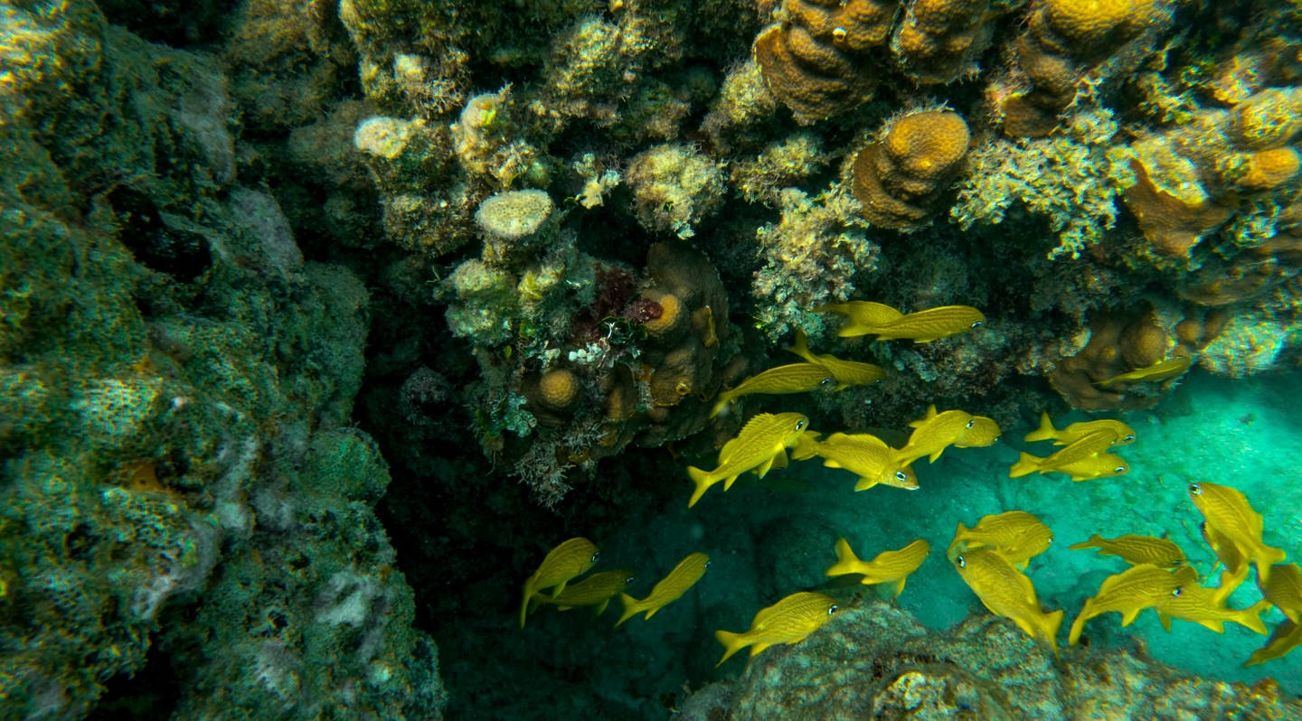 One of the most incredible ways to experience Ambergris Caye is out on the water.
Just beyond the island sits the Belize Barrier Reef — a living world of coral, color, and sea life. When you’re snorkeling, everything slows down. The water quiets the mind, and for a little while you’re simply moving through nature instead of watching it.
If exploring the reef is on your list while visiting the island, our team at Ix Chel Wellness Resort would be happy to help arrange an experience for you.
#snorkling #belizesnorkeling #holchanmarinereserve #ixchelwellnessresort #visitbelize
