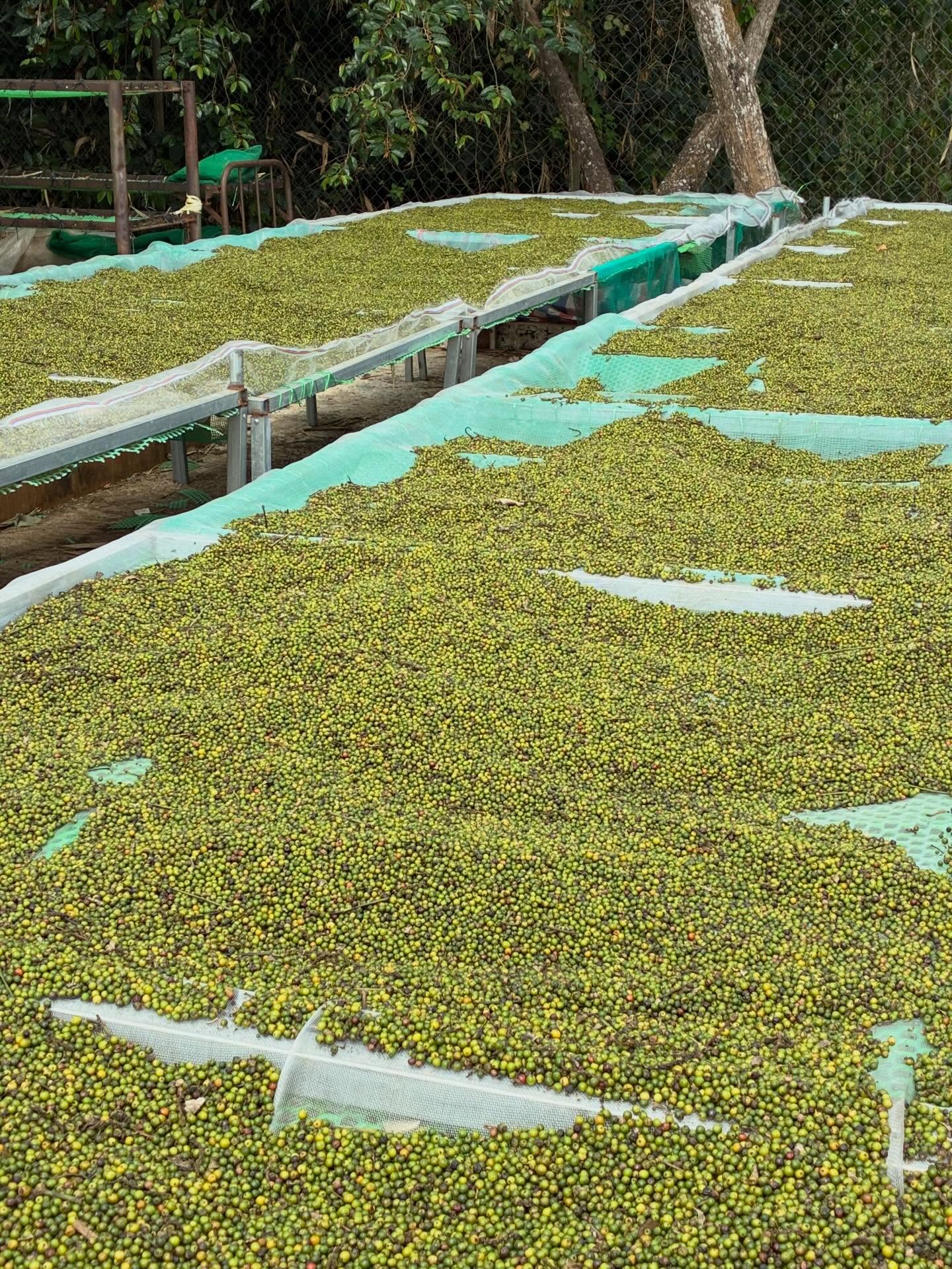 Regene’s Black Pepper
Made from green peppercorn - clean, smooth, hot and super spicy.
We wash and dry under the sunlight.
#regenefarm #blackpepper