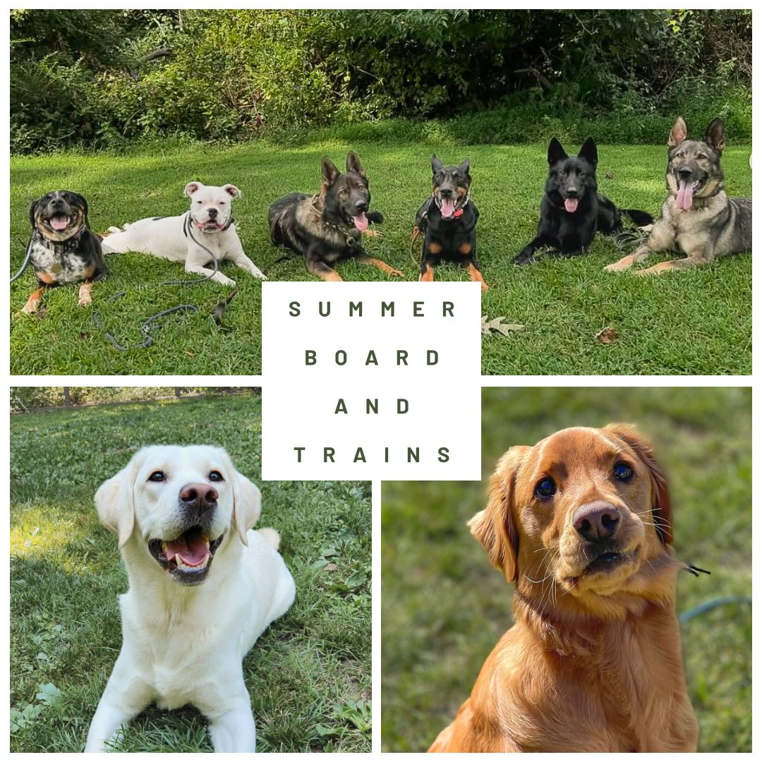 Despite that it snowed last week, summer is quickly approaching. If you’re planning a summer vacation, what better time to also schedule a board and train? Relax knowing your dog is in safe hands while being trained!
Don’t want to wait till summer for a board and train? No worries! We still have some spring availability.
✉️Contact us today!
📞907-621-1522
🌐Contact@ruffpatriots.com