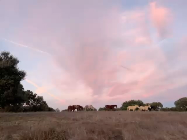 Lovely memories of moving the herd from the field and back during the last anxiety program at @almagre_terapias 🤍. I miss my horses but I know they couldn’t live a happier life while I follow my purpose in other parts of the world.
