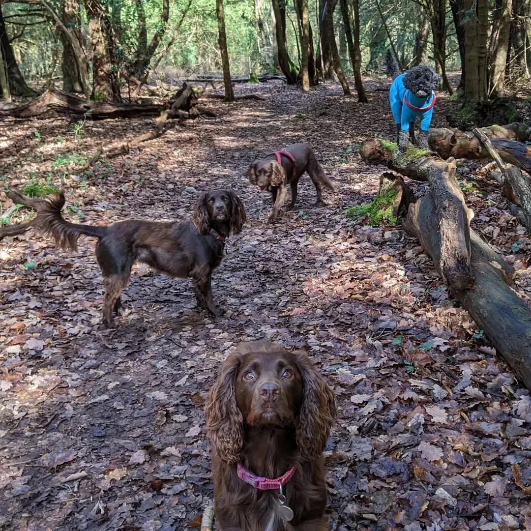 All the spaniel ladies, all the spaniel ladies!