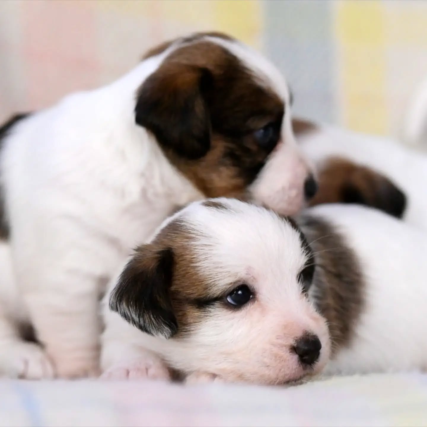 Time for a nap 🐕❤️
.
.
.
.
#ivynookkennel #puppylife #jrtpuppies #cutepuppies #dogpuppy
