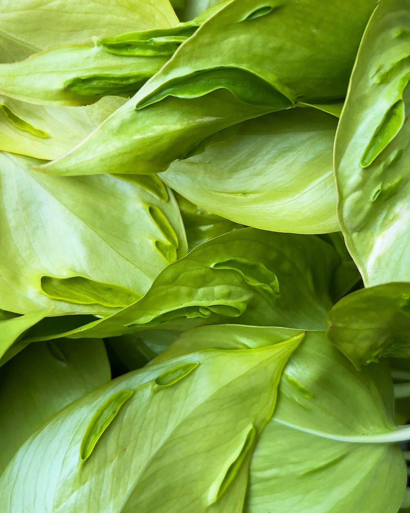 💚 EPIPREMNUM CHAMPS ÉLYSÉES 💚
Regarde-moi ces bords ondulés et ces excroissances en forme de crête 🌿
On ne s’en lasse pas : l’Epipremnum Champs Élysées est une véritable curiosité botanique. Ce relief unique au toucher donne l’impression d’observer une sculpture vivante ✨
C’est la plante parfaite si tu cherches une variété originale et robuste avec ce petit truc en plus 🫶🏼
Pourquoi on l’adore ? 💚
🌱 son allure : une mutation fascinante qui casse les codes du Pothos
🌱 sa résilience : ultra-résistant, parfait pour ceux qui n’ont pas la main verte
🌱 sa croissance : tu peux le faire grimper sur un tuteur ou retomber en cascade
Disponible dès maintenant en boutique & sur le e-shop ✌🏼
📍 Jēra, 51 avenue Jean Jaurès, Domont
👉🏼 www.jeraplantshop.com
#boutiquedeplantes #plantslovers #epipremnumchampselysees #plantesrares #greenlovers