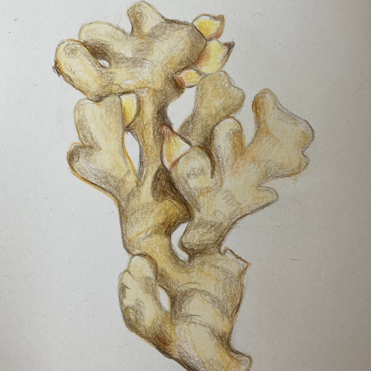 Le gingembre frais, selon la Diététique Chinoise!
Un dessin perso, ma recette préférée!
Le gingembre est l’un des aliments les plus essentiels, voir mythique de la cuisine et de la diététique chinoise. Lorsqu’il est frais, en racine, il est de nature tiède (sec, en poudre, il sera de nature chaude), de saveur piquante, de tropismes Poumon/ Rate/ Estomac. Il libère la surface, favorise la transpiration, pour éliminer les attaques externes de froid, il réchauffe le Poumon, soulage la toux avec expectorations peu épaisses.
Comme il réchauffe aussi l’Estomac, c’est le grand remède de la nausée, il harmonise le Foyer moyen et arrête les vomissements.
Comme il active aussi le Sang et qu’il réchauffe, il sera aussi très intéressant en décoction en cas de règles douloureuses, stases de sang et douleurs en général. Il arrive, de ce fait, en tête de liste parmi les plantes aux propriétés anti-inflammatoires.
Il a en plus une action intéressante pour éliminer la toxicité de certains aliments ou médicaments, c’est une sorte d’antidote.
Précautions d’emploi: ne pas en abuser toutefois en cas de chaleur plénitude, sueurs nocturnes ou bouffées de chaleur!.
La grande question: serait-il aphrodisiaque ou pas? Pour le moment, aucune étude ne l’a prouvé, mais cela fait toujours plaisir de l’imaginer!…
.
Ma recette préférée, plutôt celle de Lucie-Lou, ma fille chérie: Les ailes de poulet grillées à l'asiatique! (la recette sur mon blog)
#gingembre #ginger #alimentsanté #bienfaits #bienfaitsanté #aphrodisiaque #aphrodisiac #aphrodisiaquenaturel #gingembrefrais #dietetiquechinoise #diététique #diététiquechinoise #médecinechinoise #shiatsu #madreperlamtc