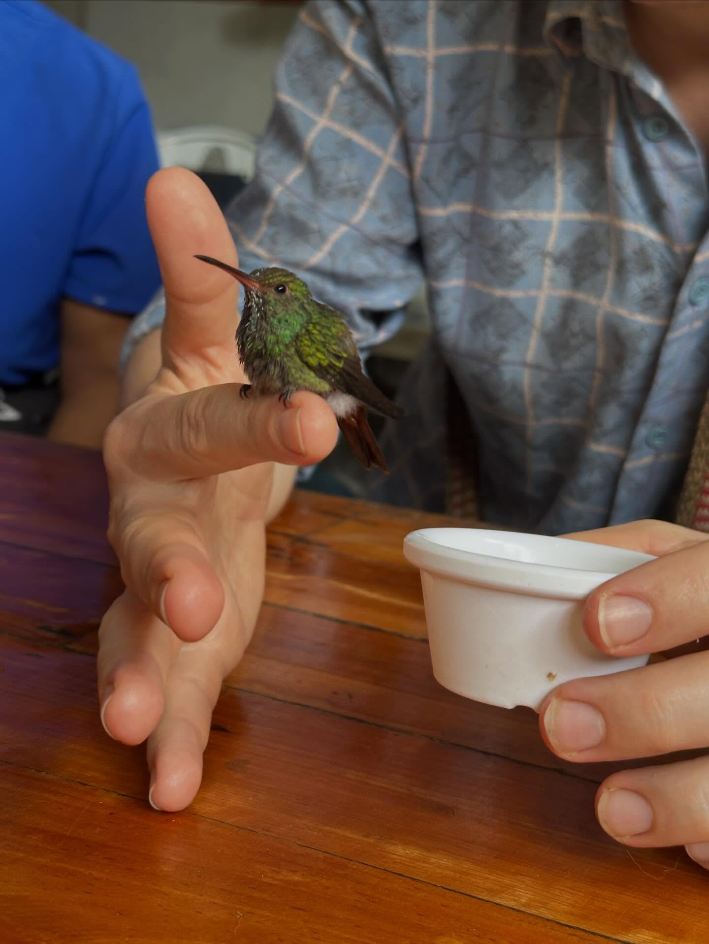🐧🌸Devolvimos a bebé de colibrí al lugar donde la encontraron y nos dijeron que la habían vuelto a colocar en su nido. ¡Ojalá aprenda a volar pronto!
🐧🌸We sent the baby colibri back to where she was found and we were told she was put back to her nest. Hope she learns to fly soon!
#colibrí #bebecolibri #casacolibripalomino #palominoguajira