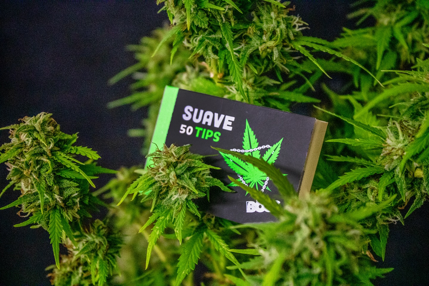 Sua flor merece o melhor, e o detalhe faz diferença! 💚
SUAVE BOSS TIPS ✌️