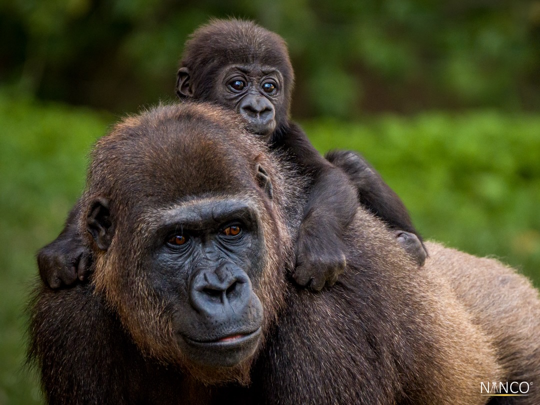 When I’m on vacation, I like to visit local zoos.
This time we found the way to @bioparcfuengirola
I can wander around for hours hoping to catch an interesting moment.
I have to admit that I sometimes get sad when I see some of the residents bored in their small, confined areas.