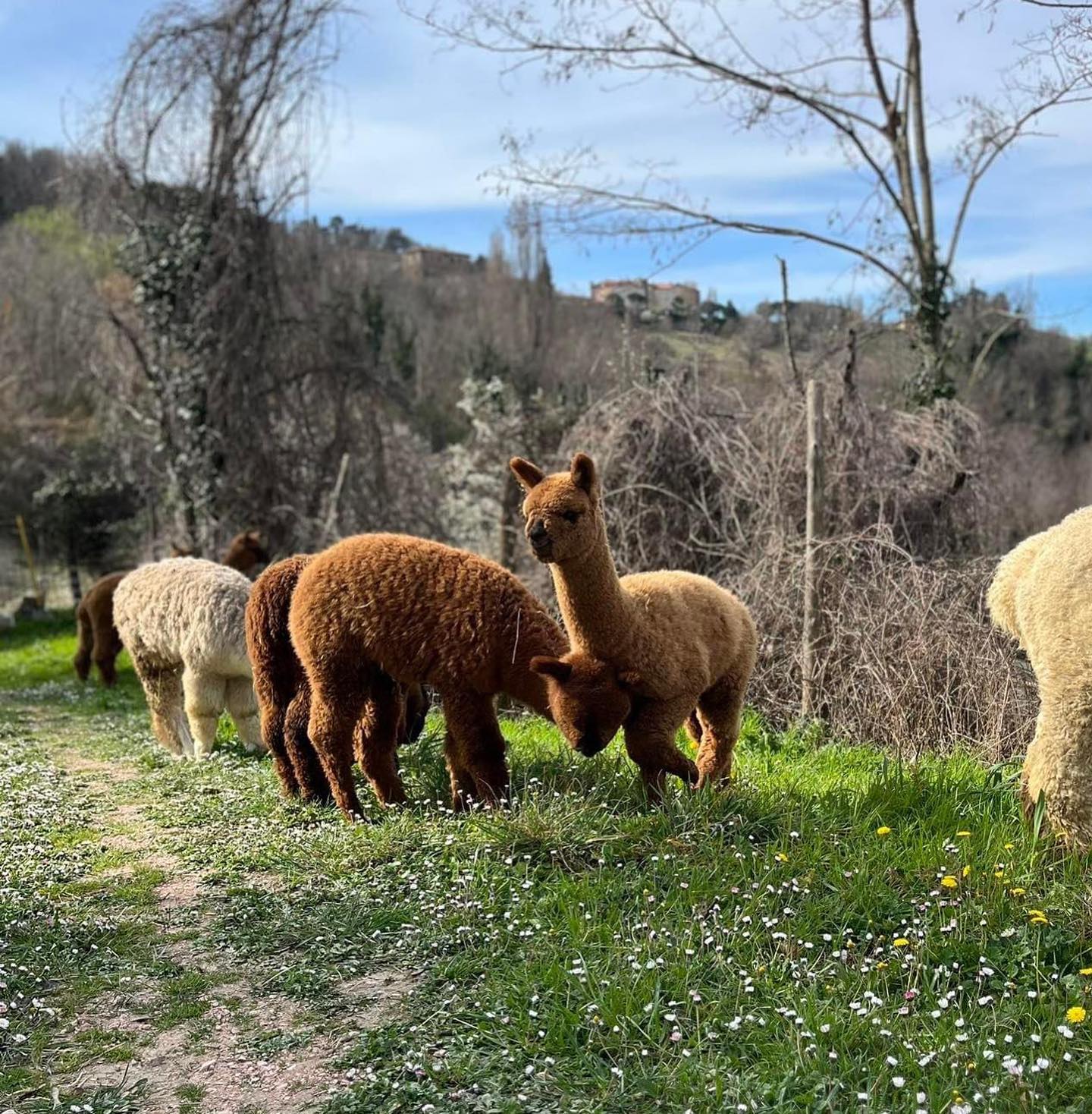 Come allevatori e produttori di fibra ogni anno in questo periodo iniziamo a pensare al momento più concitato dell'anno, ovvero quella della tosatura degli alpaca.
Gli alpaca sono animali DOMESTICI che hanno bisogno della cura dell'uomo. La tosa è necessaria al loro benessere e salute.
Come sempre il nostro tosatore di fiducia I am alpaca man sarà disponibile per chiunque abbia necessità di avere un tosatore di alpaca esperto che maneggi gli alpaca con precisione e velocità.
La tosa è completamente indolore per gli alpaca ma è necessario svolgerla in massimo 5-10 minuti per limitare il livello di stress, compreso taglio unghie e limatura dei denti (se necessario).
Inoltre il tosatore professionista provvederà a tosare correttamente il vello in modo che sia possibile poi per l'allevatore selezionarlo e pulirlo per la filatura o per essere spedito ad uno show della fibra.
Ci teniamo a far presente che gli alpaca vanno tosati tutti gli anni, anche quando hanno pochi mesi di vita o sono a fine gravidanza, perchè il caldo può essere davvero letale per loro se non adeguatamente liberati di tutta la fibra che "indossano" con tanta eleganza :)
Per prenotare la tosa:
349 2577375 Marco
Disponibile in tutta Italia
#alpaca #alpacalove #alpacafarm #tosa #tosatura #tosatura2023 #serviziperallevatori #allevatoriitaliani #allevamentoalpaca #fibra #fibrenaturali #natura #italia