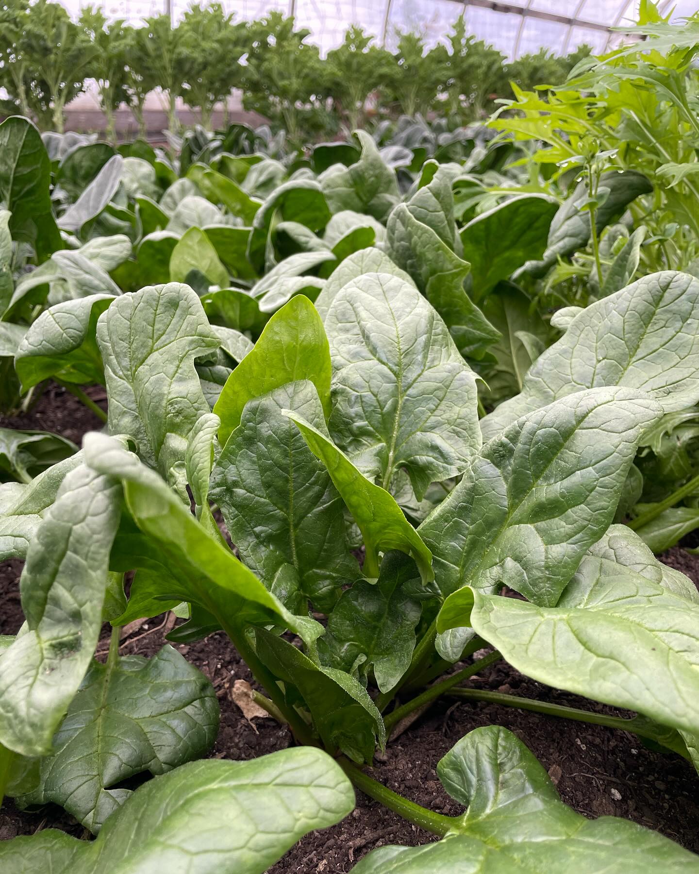 Last time the online store opens until May! Make sure to head over to our website and order a bunch of delicious veggies (our food can last up to a month if stored well so, that almost gets you to May). We have deals for spinach, chard, kale, and onions. Don’t miss out! Things sell out fast.
