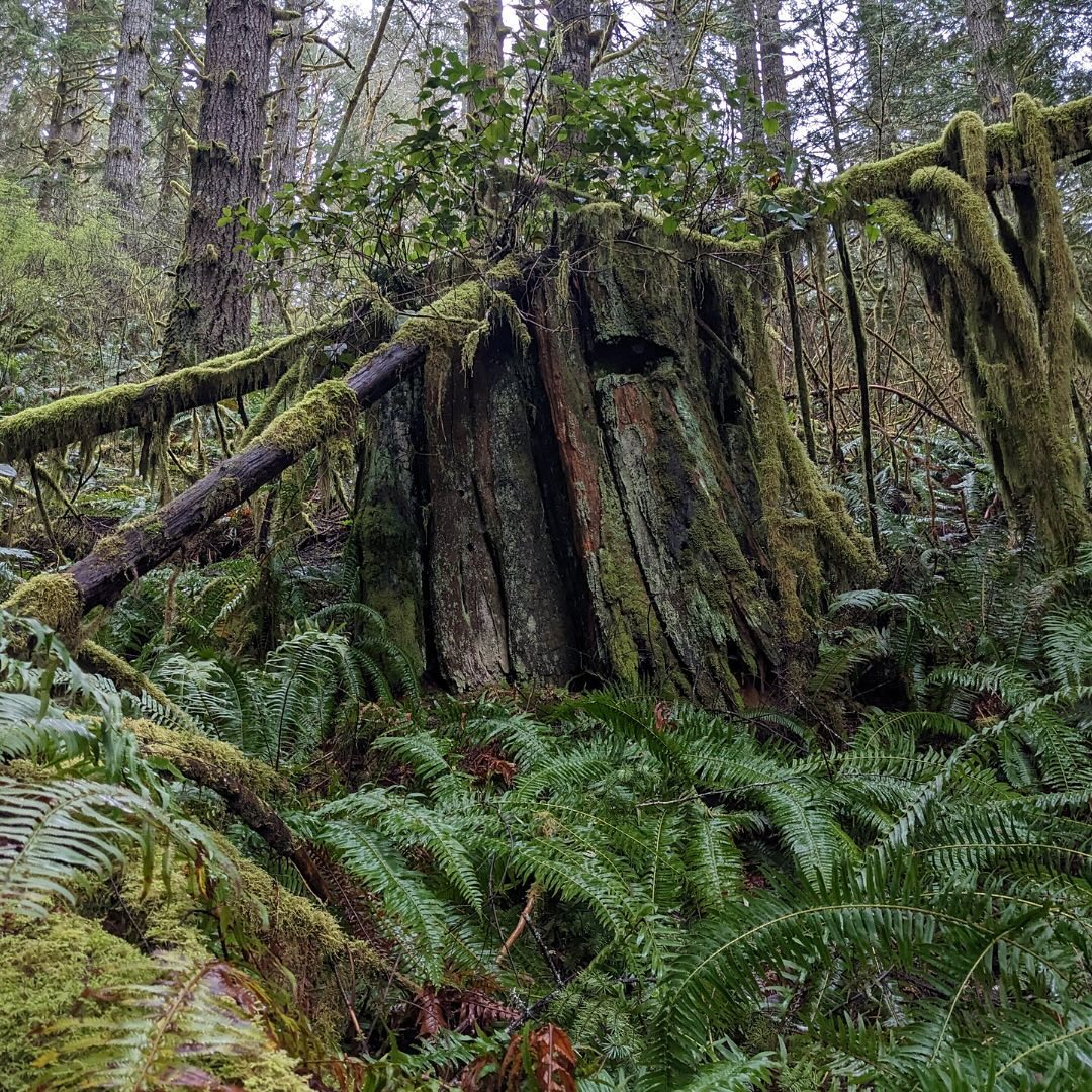 NOV 5th: the “Carrot” timber sale is back on the agenda to be approved for clearcut logging.
.
This epic legacy forest sale was on the agenda last year then pulled because of strong community opposition.
.
Now it’s back and if approved it will be sold to the highest bidding timber company in Dec.
.
We can’t let the DNR get away with this. Help us oppose this timber sale and others via the link in our bio.
📸🌲
1: Cross cut stump from pre-1940 old growth logging
2: Orange Jelly Fungus
3: Devils Club Bud
4: Clearcut next to Carrot forest
5-8: Volunteers measuring large Douglas Firs
9: Snag with woodpecker holes
10: Map of “Carrot” timber sale units
#savelegacyforests #WorthMoreStanding #savestilly #saveoldgrowth #treelovers #forestdefenseisclimatedefense #pnwonderland #optoutside