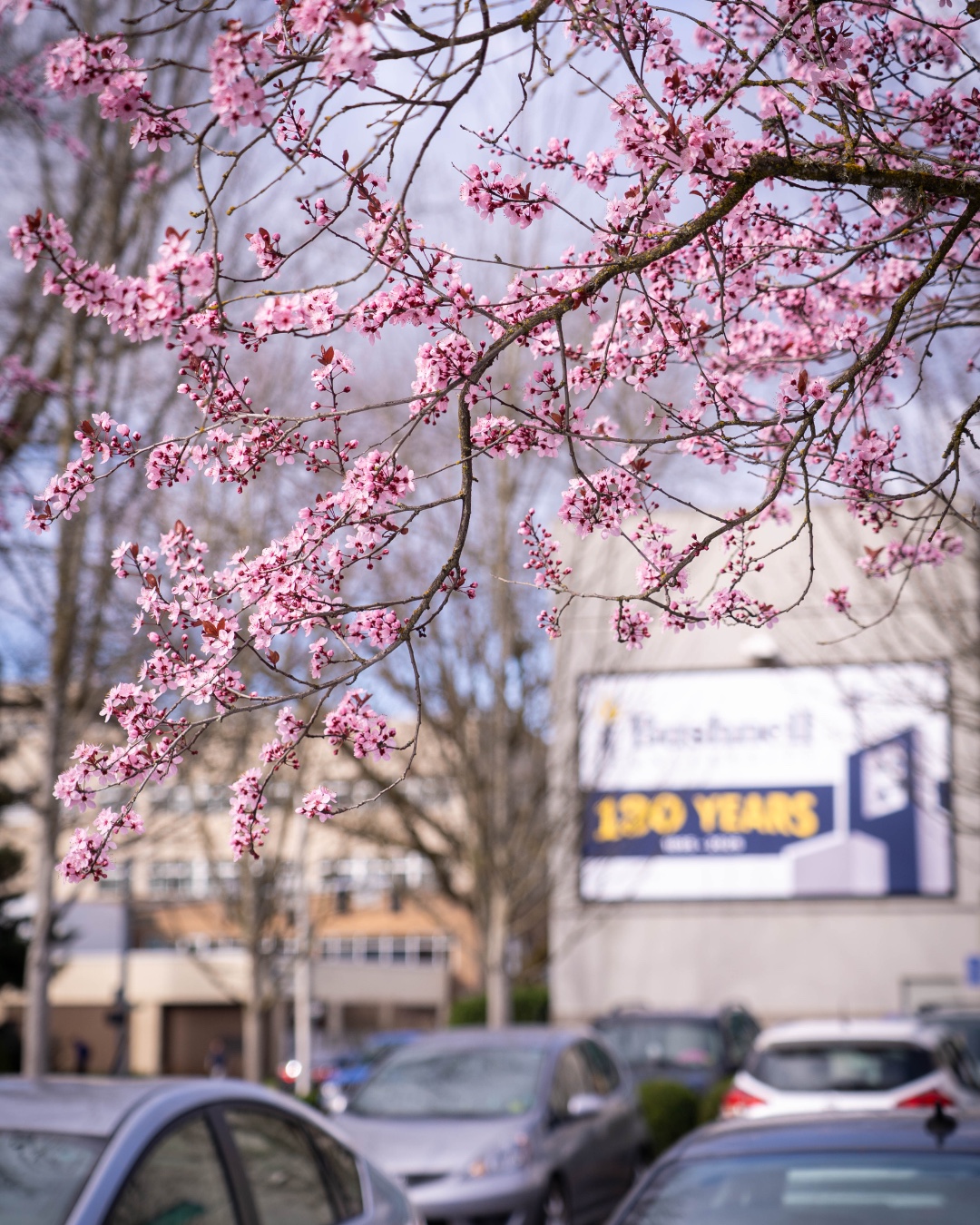 Graced by early spring colors on campus! 🌸🌼