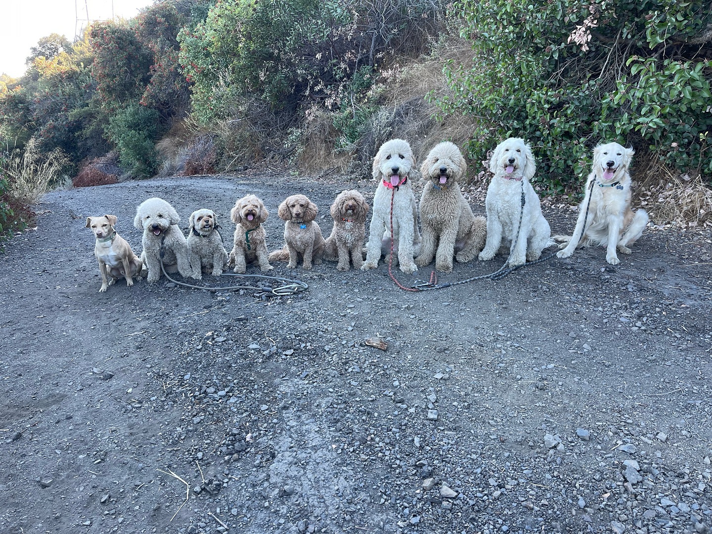 .
.
.
#packwalks #packwalk #dogwalker #dog #dogwalking #dogwalkerlife #dogwalkersofinstagram #dogwalkerslife #dogwalkers #dogs #doglover #hikingla #lahiking #hiking #dogsofinstagram