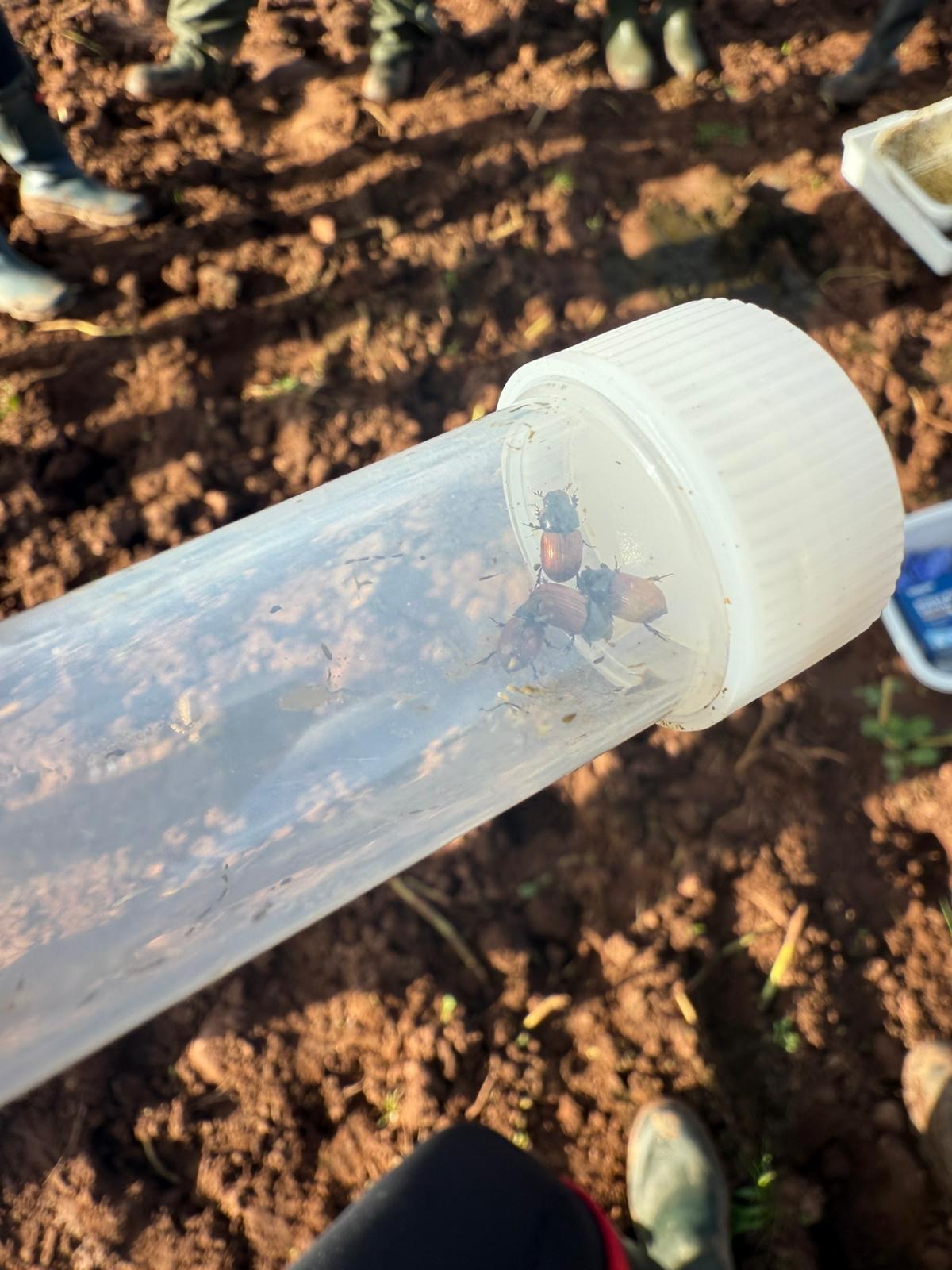 Today vet Sophie and vet tech Holly attended a CPD event hosted by Norbrook, with Sally-Ann Spence. Here they learnt about the benefits of dung beetles, their impact on the environment and why protecting them is so important 🐄🐑
Did you know worm egg counting is considered the best action a farmer can take to protect dung beetles? Worm egg counting enables a targeted approach to parasite control, directly reducing the unnecessary use wormers that devastate beetle populations.
Keep your eyes peeled for information regarding our collection services and discounted worm egg count days coming soon💩
