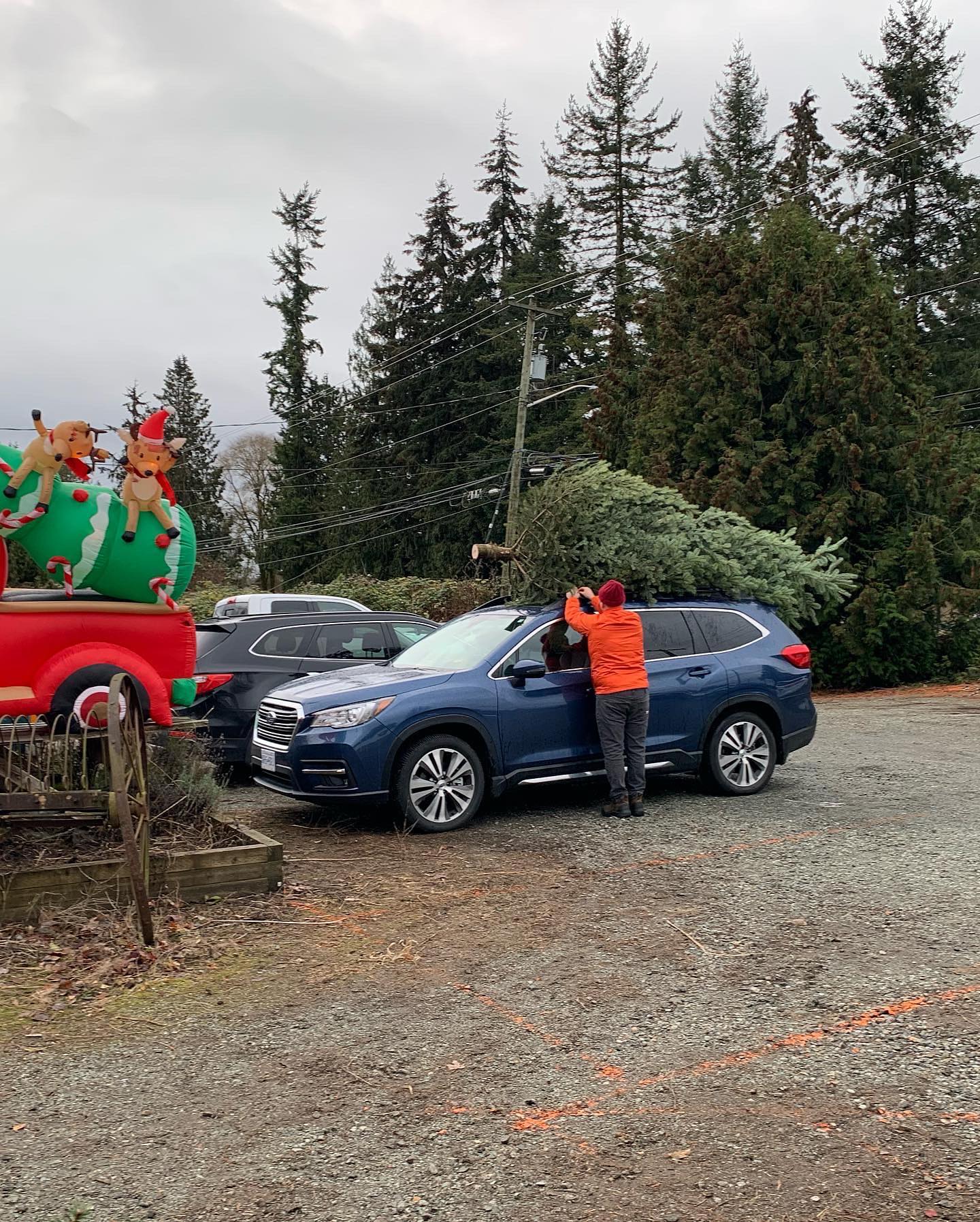 Not everyone comes to get a Christmas tree in their car or truck 🌲
