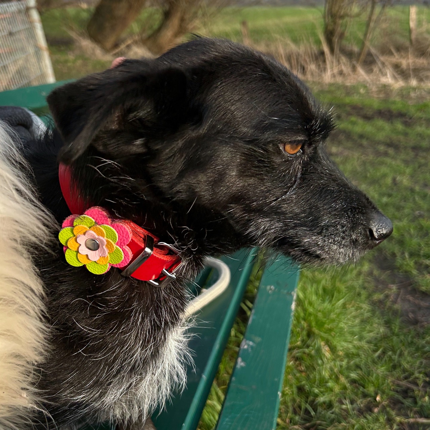 ❤️ Embi zeigt ihr neues Lieblingshalsband ❤️
Unsere liebe Embi trägt ein rotes Hundehalsband aus hochwertigem Rindsleder – kombiniert mit einer bunten, perfekt passenden Lederblume 🌸🐶 Ein echter Hingucker bei jedem Spaziergang!✨ Handgemacht aus Rindsleder
✨ Individuell personalisierbar
✨ Lederblume in verschiedenen Farben #hundehalsband #lederhalsband #hundeliebe #dogcollar #handgemacht #hundezubehör #dogstyle #hundeaccessoires #rottöne #hundeglück #doglover