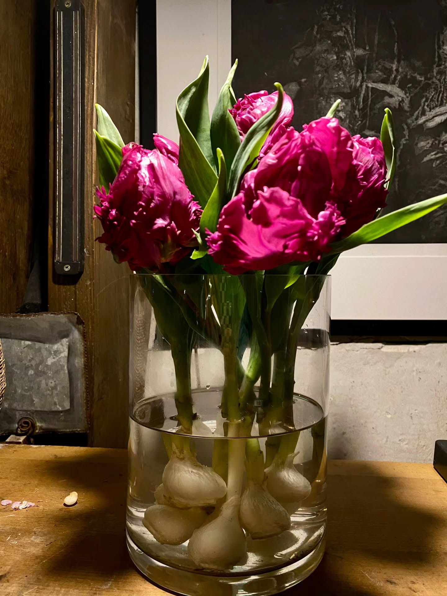 Première tulipe parisienne de @lobservatoire.paris
Merci @miz_a_lo_