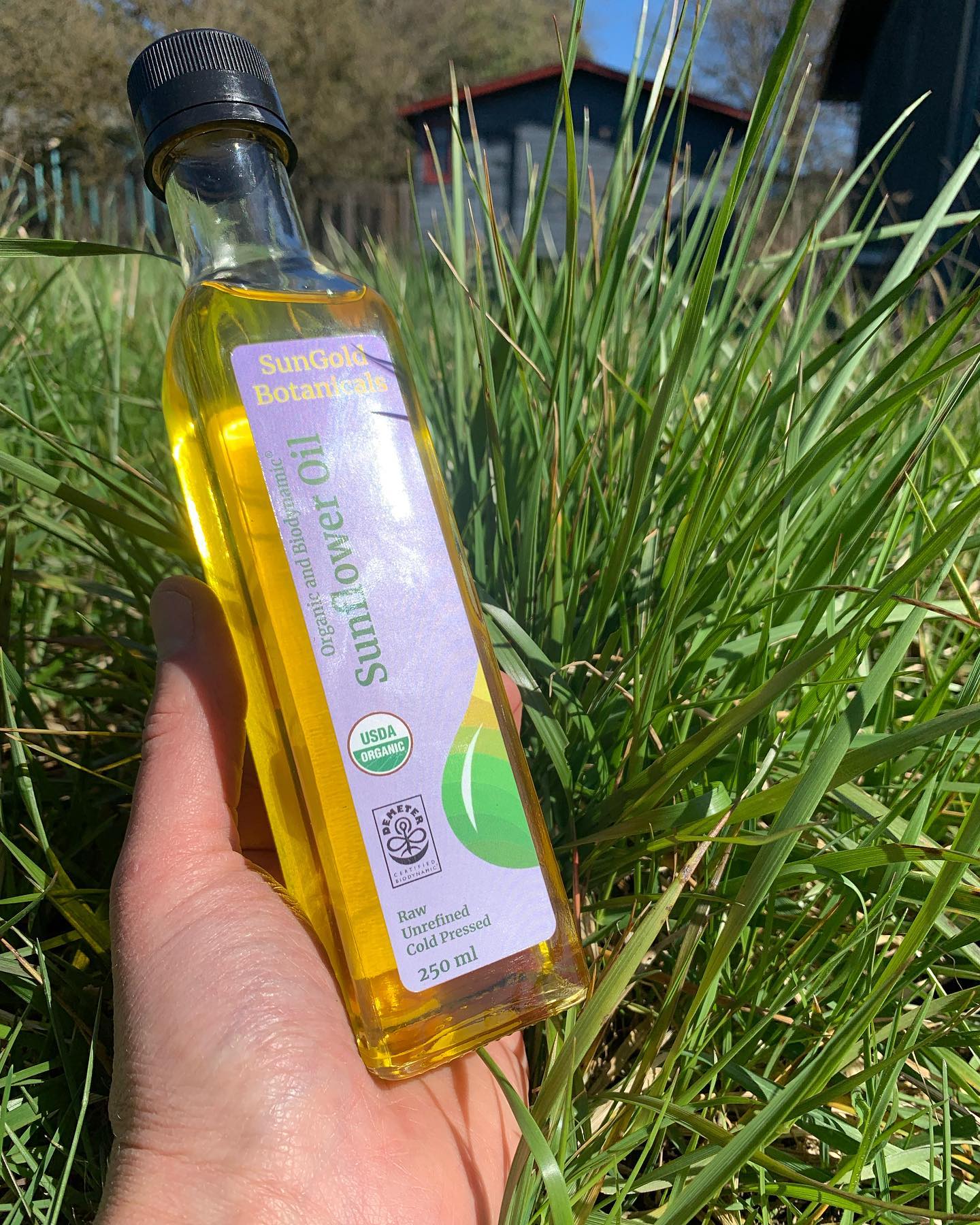 After years of working toward this we are so proud to present our Biodynamic Sunflower Oil. Grown on our farm @jandjorganics and cold-pressed with no additives. Liquid sunshine now available on our website and soon at local Oregon retailers #biodynamicfarming #biodynamicskincare #usdaorganic #sustainableagriculture #sunfloweroil #liquidsunshine #sungold #biodynamicbeauty #willamettevalley #corvallisoregon #supportlocalbusiness #coldpressedoils