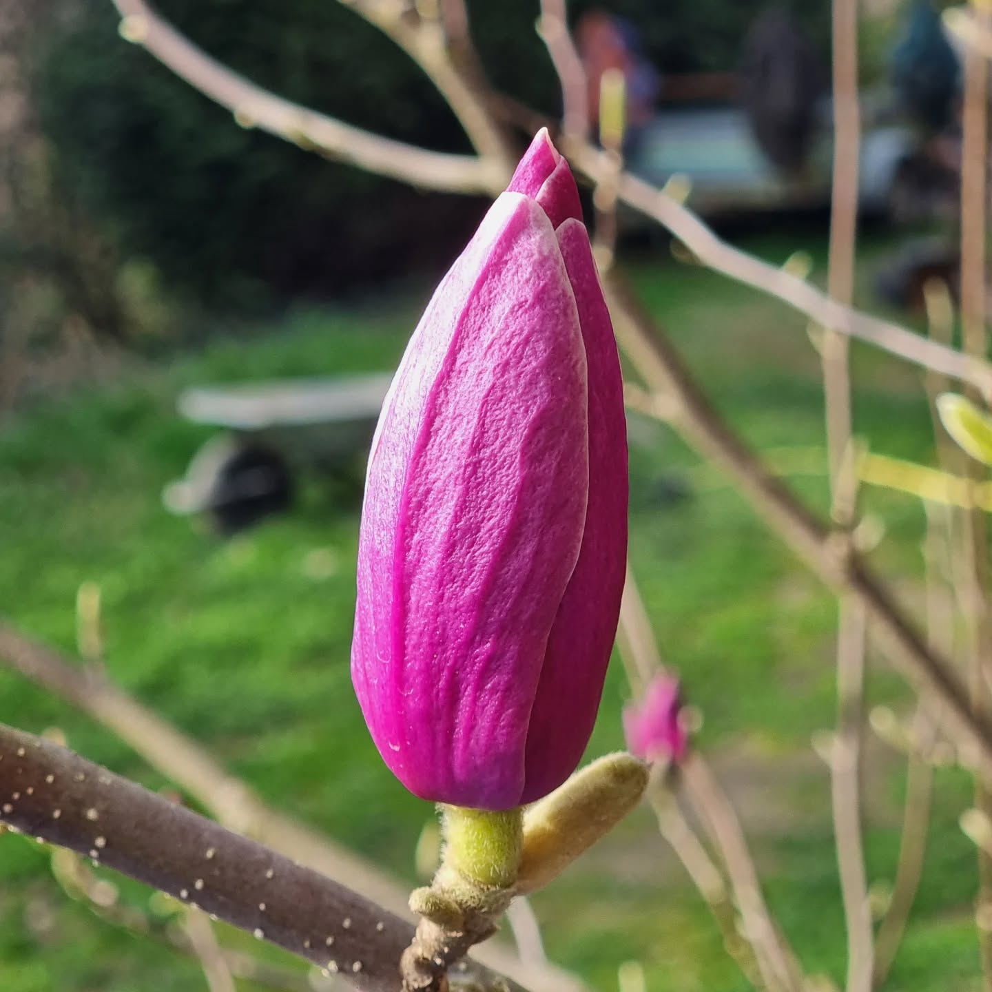N'est-ce pas une couleur absolument magnifique ? Chaque année, je suis émerveillée par la floraison des magnolias.
Isnt this the most glorious colour ? Every year it shocks me when the magnolia flowers.
#magnolia