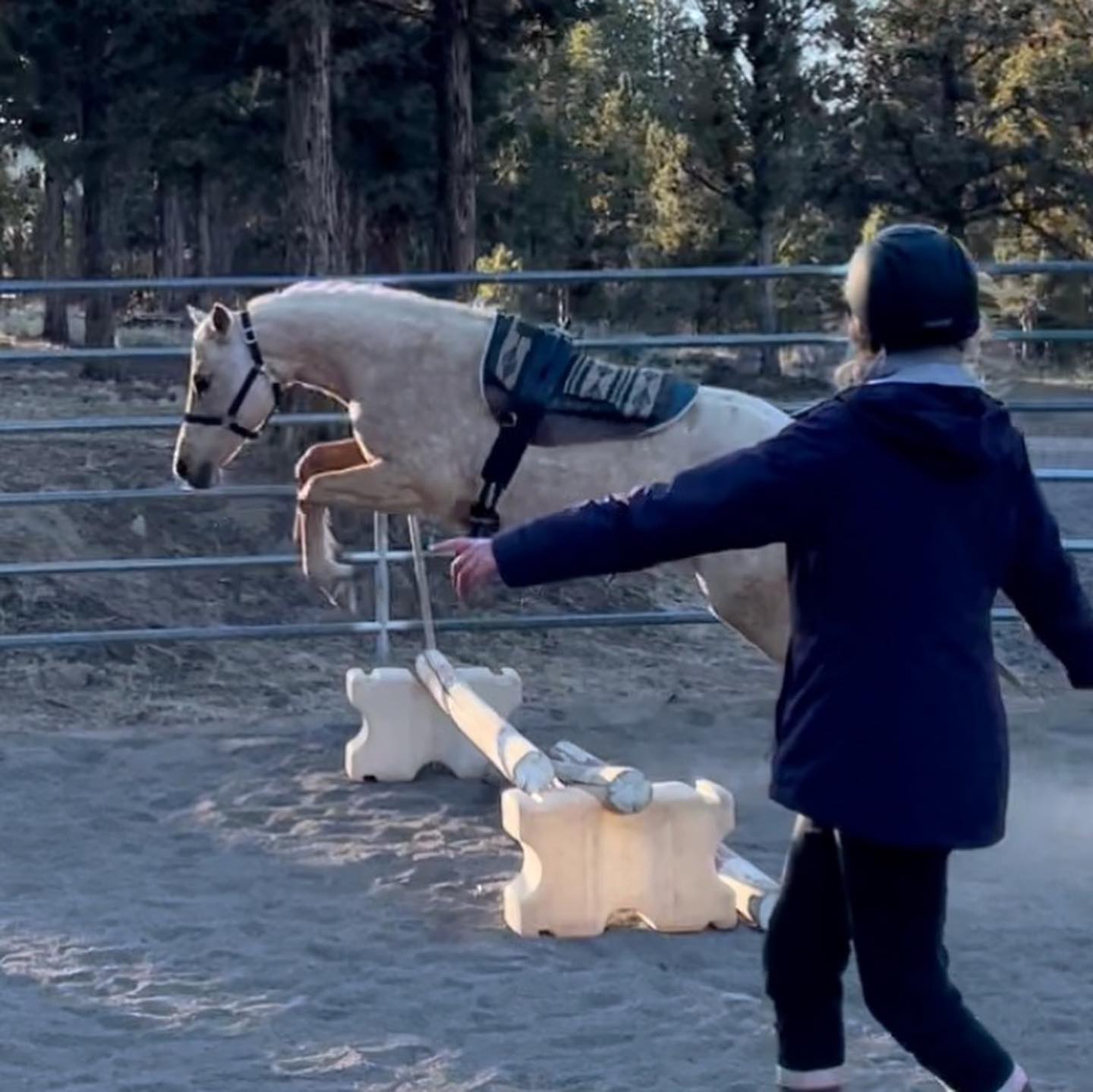 So proud of my team for giving Taffy an amazing restart under saddle and gentle introduction to jumping! Watch the videos to see exactly how Taffy was calmly introduced to jumping with no drama. So many people teach horses to dive bomb jumps. Free jumping can be a nightmare for a horse or a total lifesaver and it’s all up to how you do it.
Notice how slow and straight Taffy is going - that’s so important! You have to teach the horse to self-select for finding the middle of the jump.
Taffy is watching the handlers carefully and clueing into what they want versus just trying to get it over and done with.
Taffy has a real time repartee with the handlers. She’s an active participant in the conversation. She is building self esteem. Horses like to overcome their fears and become braver when given support.
Taffy is a 12yo, 14’1h POA/QH. #poapony #ponyoftheamericas #horsetrainer #horsejump #coltstarting #largepony #palominohorse #prettypony