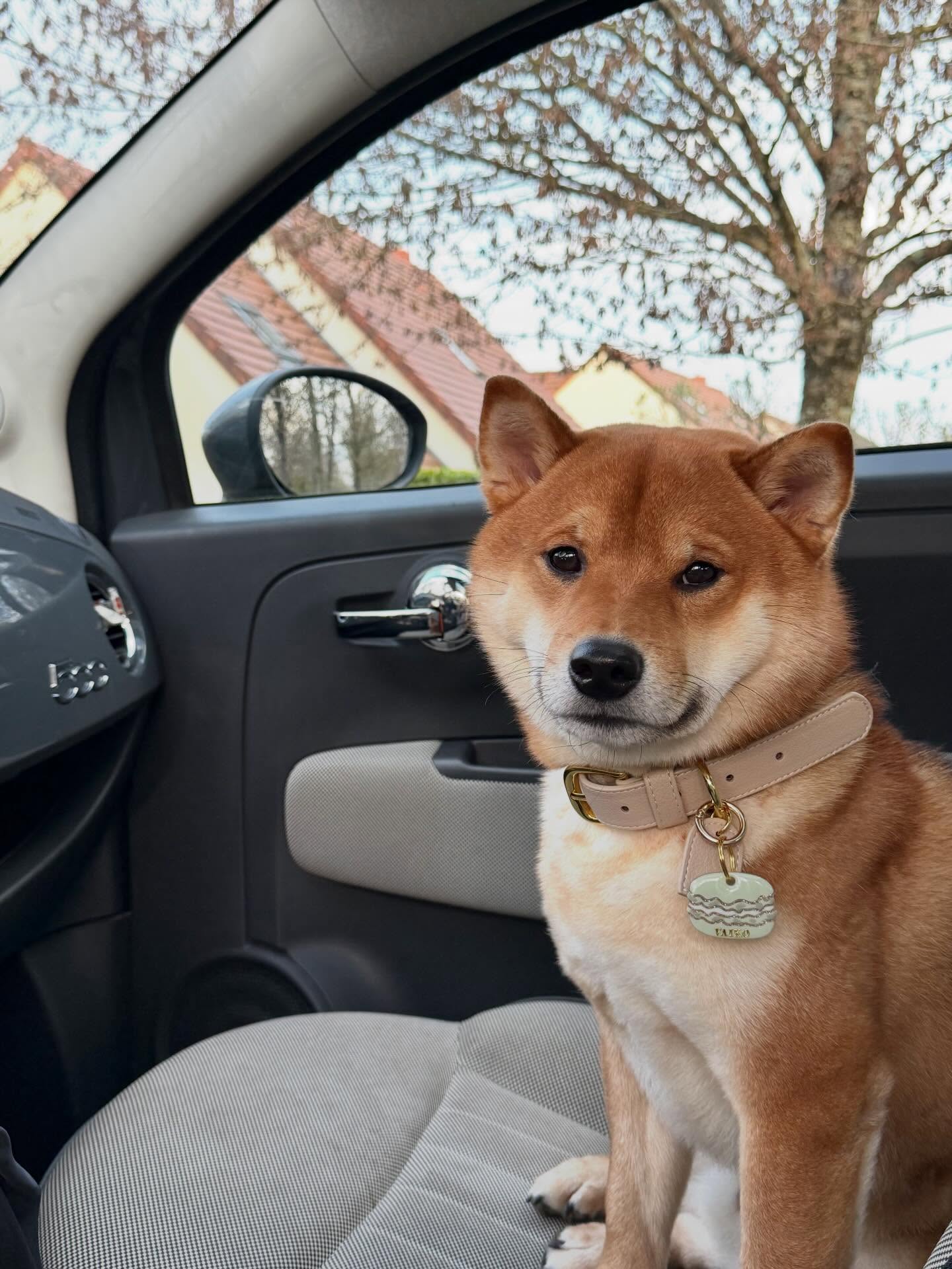 Attention… petite pistache en vue 👀
Voici la médaille macaron pistache royale : une touche gourmande, fraîche et terriblement chic au collier de votre chien ✨
Portée ici par Vaiko, qui prouve qu’on peut être à la fois élégant… et à croquer !
Un petit bijou plein de douceur, parfait pour ajouter la note pistache qui fait toute la différence. ✨
Et entre nous…
on a comme l’impression que cette médaille va vous faire craquer.
Alors, team pistache ? 😻
#medaille #medaillechien #dogoftheday #accessoireschien #dogaccesories