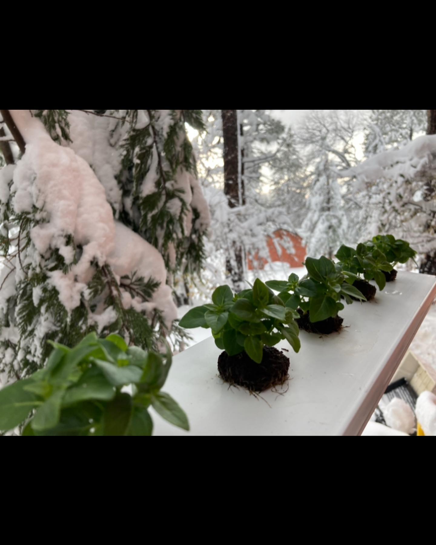 The storm came late Christmas night and we lost power shortly thereafter. Then this morning, just when I filled up the generators, the power kicked back on! It’s a New Year’s Day miracle! Thank you to our customers for your patience with us, and to our friends and family for your support while we rode out the storm. The roads are clear and the farm is kicking👍!
We are also so very thankful to our neighbors for helping me chain and move the trees blocking the driveway. Its been heartwarming to watch the neighborhood come together as the storm wreaked havoc, and folks were stuck without fuel or water for days. Happy New Years and best to those working with the community to plow through this mess!
-
-
-
-
-
#hydroponics #verticalfarming #organicsoil #knowyourfarmer #cagrown #freshfood #healthyfood #urbanfarmer #mixedgreens #leafygreens #microgreens #nongmo #planthealth #indoorfarming #aeroponics #placergrown #growsomeleafys #growsomemicros #shellridgefarms #localfarmers #nutrientdense