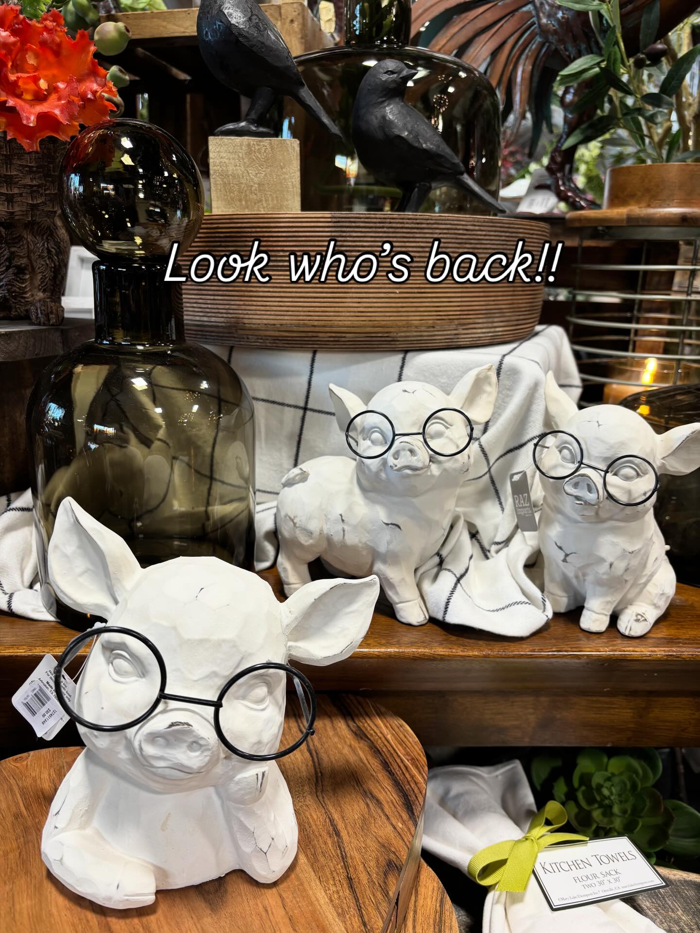 We have a lot to show you, come on in.
,#animal ,#butterflys ,#pigs , #roosters ,#rabbits