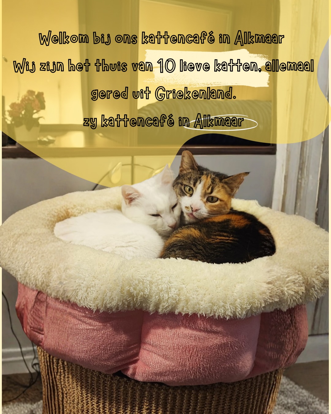 Alles wat je moet weten over een bezoek aan ons kattencafé, van openingstijden tot workshops en High Tea. 🐱☕️
Reserveer via de link in bio en kom onze lieve katten ontmoeten. 🐈⬛💛