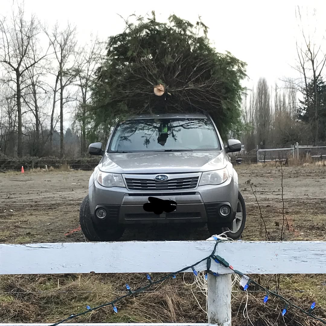 Of course I can get this giant 12 footer on my Subaru!
#fernridgetrees