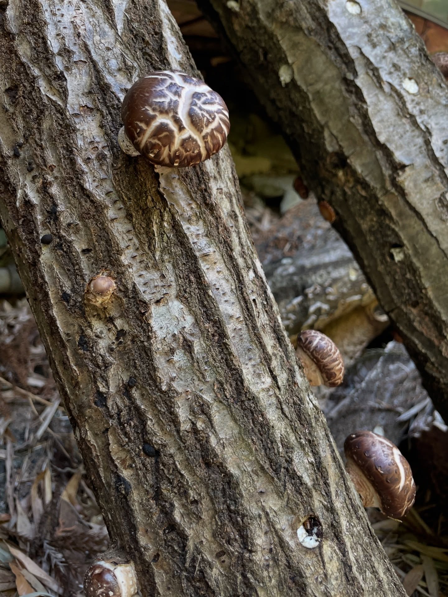 【増穂南小学校🍄🟫きのこの植菌】
学校林活動のひとつ、きのこの植菌。今年はひらたけしめじを桜の木に打ち、秋には出てくるそうです!最後は児童たちが2年前に打ったしいたけの収穫を楽しんでいましたよ✨
#山梨県 #コミュ