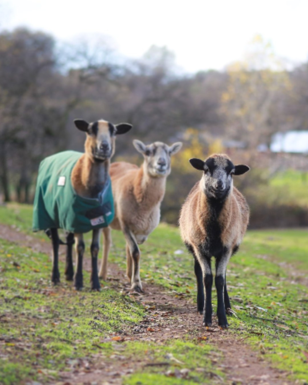 Shoutout to @_animalplace 🤍
Their mission is to provide refuge for unwanted farmed animals and to promote compassion through education and advocacy.
Through their Rescue & Adoption program, tens of thousands of chickens, goats, sheep, pigs, and turkeys have been rescued and placed into new homes.
If you are located in Northern California or Southern Oregon, you can support their life-saving work through adoption.
#adoption #farmanimals #shoutout #princeandpals #dontabandon #rescue