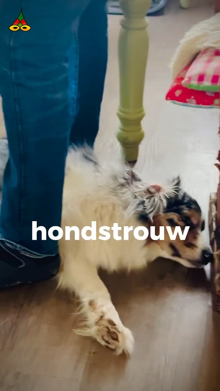 Hondstrouw
Een borstel. Een hond. Zondagochtend.
Poëziejournaal - dichterlijke reportages met rechte rug en open hart.
✍️ Maurice Jonkers & 🎥 Hilma ten Boske
Volg @poeziejournaal
#poeziejournaal #dichterlijkereportages #houdezonzijde
#hondstrouw #australianshepherd #cello #liefde