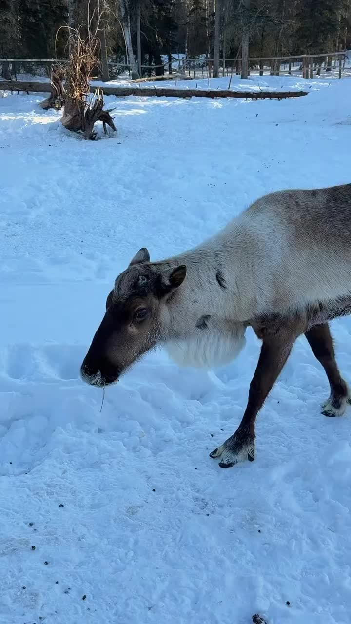 How to tell the bulls apart #reindeer #Alaska #KenaiReindeerFarm #antler #bull #whoswho