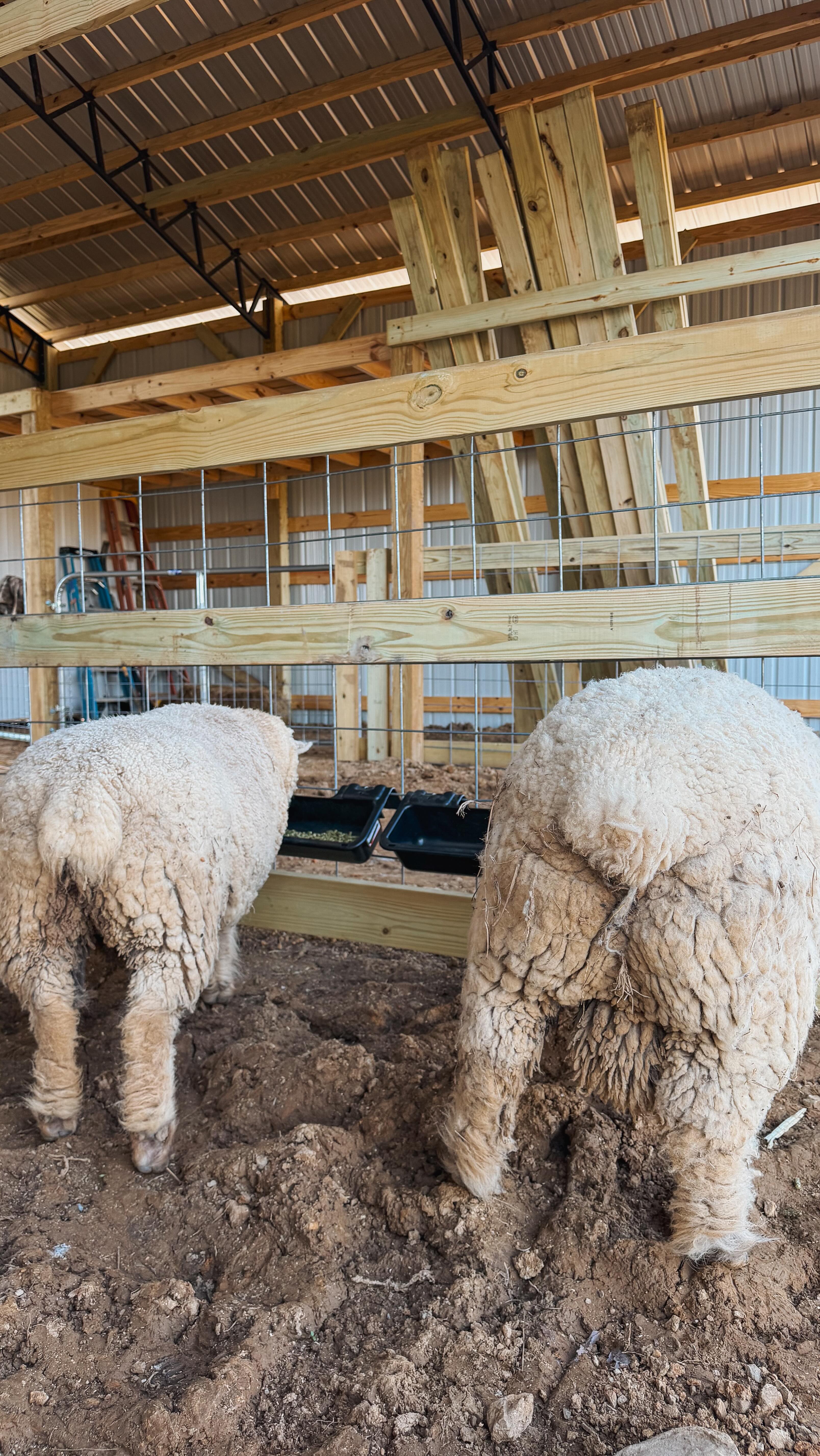 Checking butts like it’s a full time job over here. 😅🤪😂😮💨
#farm #homestead #farmlife #sheep #lambingseason