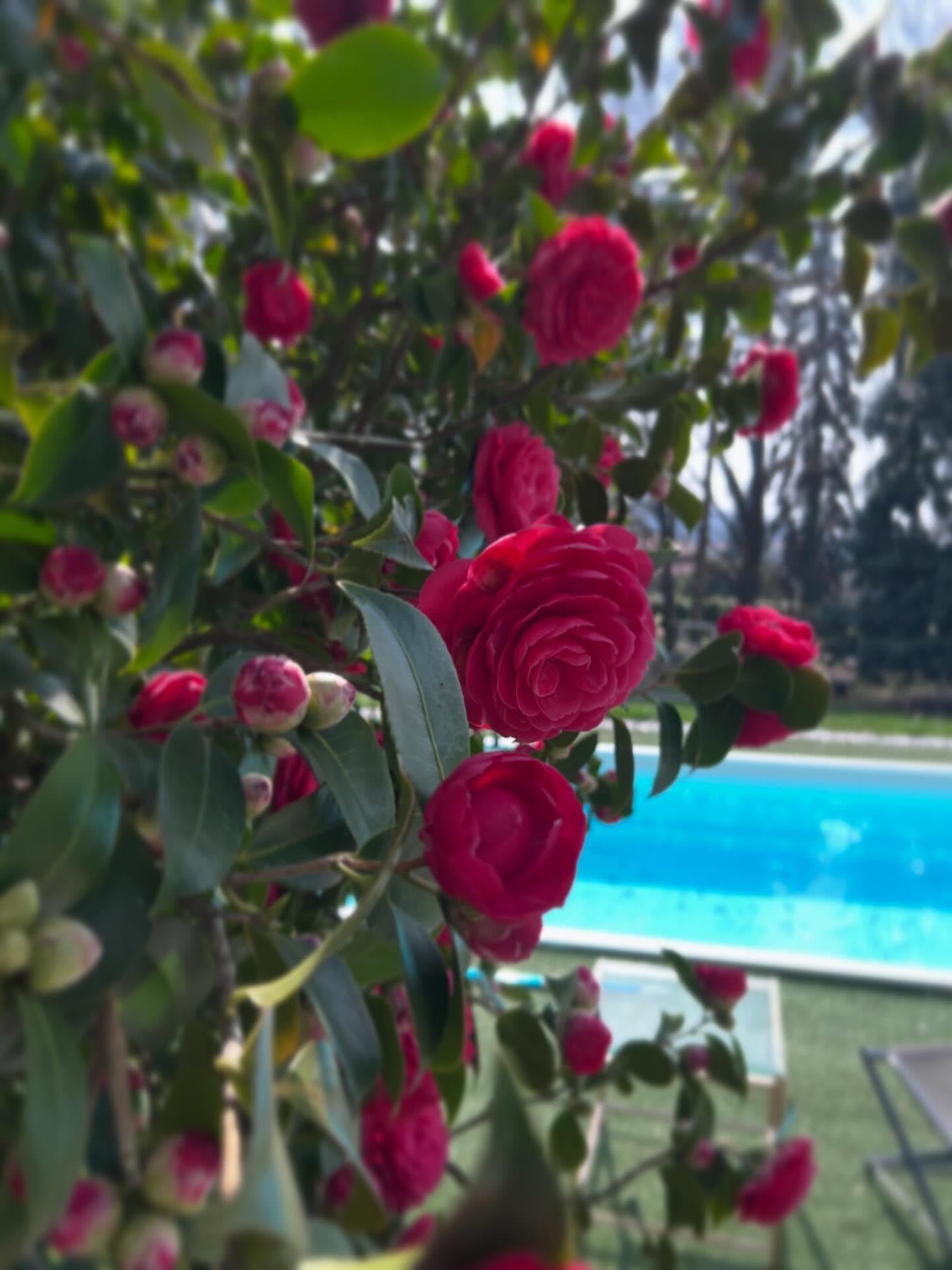 Originally from the mysterious forests of East Asia, the camellia travelled across oceans in the 18th century to enchant European noble gardens — and today, its timeless elegance continues to bloom quietly in the romantic corners of Villa Sofia. #Camellia
#VillaSofiaSirtori
#ItalianGarden
#TimelessElegance
#romanticdetails
