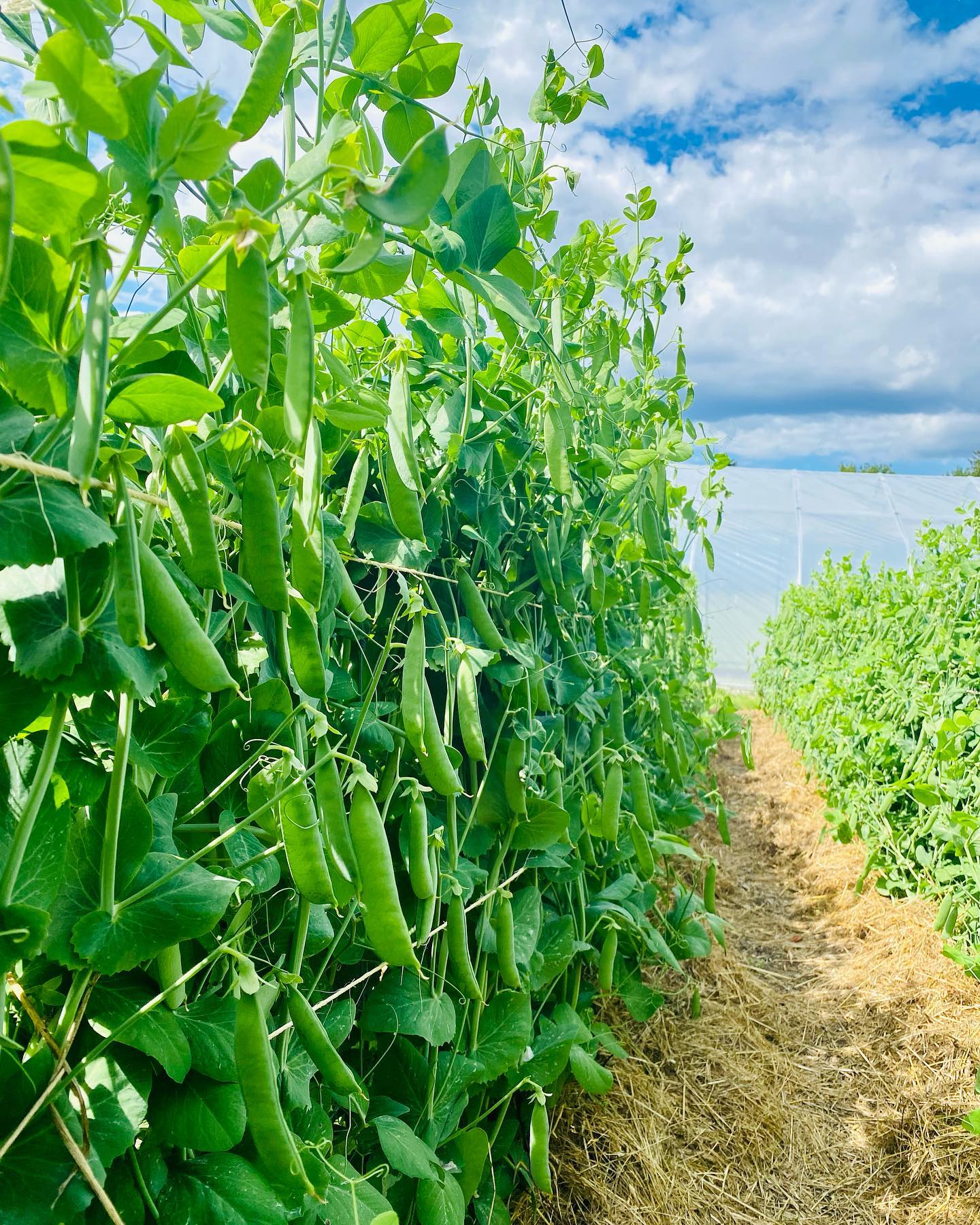 Farm Stand tomorrow Saturday July 2nd 10am-12pm! Peas, New Potatoes, Radish, Garlic Scapes, Cherry Tomatoes, Cukes, Carrots, Salad Greens, the first Eggplant of the season, and so much more for your weekend festivities. Shop early!
#farmstand #fourseasonfarmstand #fourseasonfarming #fourseasonfarm