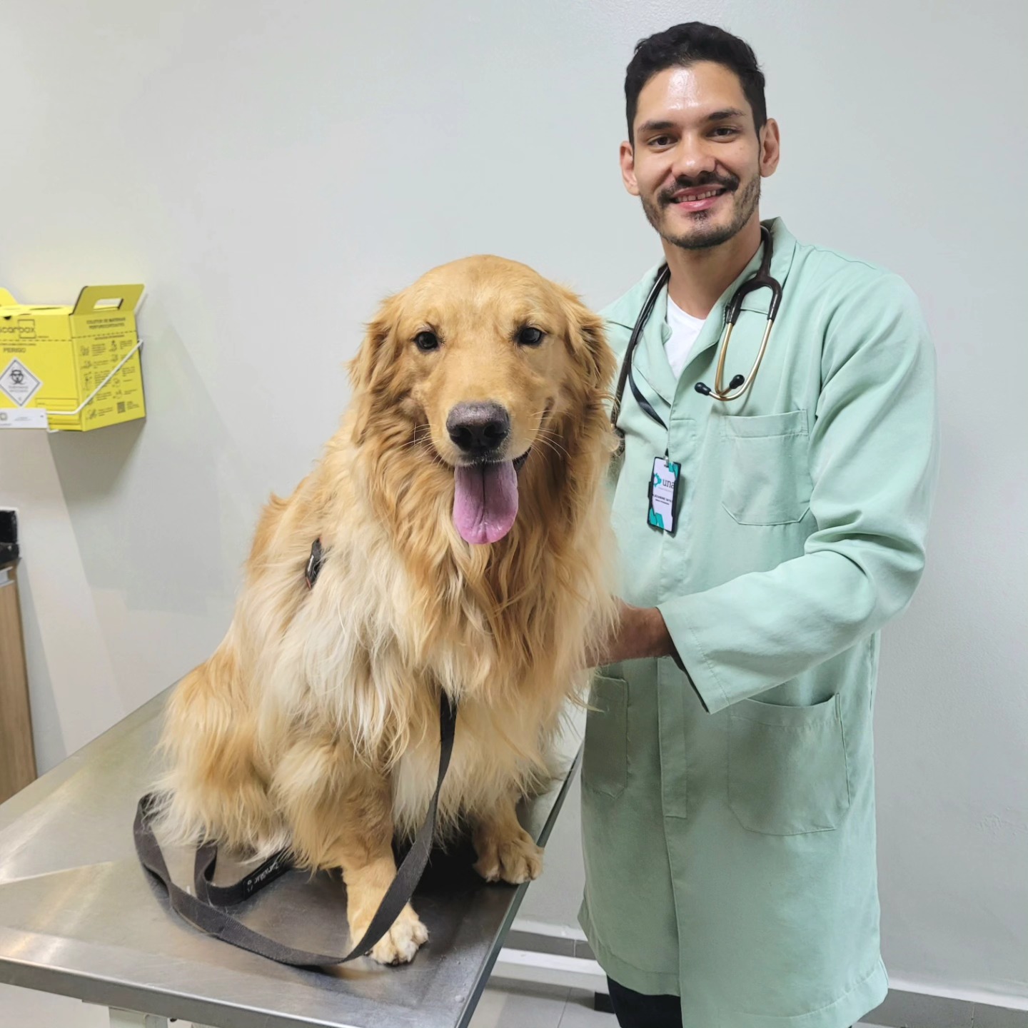 Golden Retriever: o companheiro ideal e cheio de energia!
Como médico veterinário, vejo diariamente o quanto essa raça encanta por sua doçura, inteligência e lealdade. O Golden Retriever é conhecido por ser extremamente amigável e paciente, o que o torna perfeito para famílias com crianças ou outros pets.
Mas atenção, por trás de toda essa fofura, existe um cão que precisa de estímulo físico e mental diário! Caminhadas, brincadeiras e até treinos de obediência são fundamentais para a saúde e o bem-estar dele.
Além disso, é uma raça predisposta a algumas condições de saúde, como displasia coxofemoral e problemas de pele. Consultas veterinárias regulares ajudam a prevenir ou detectar precocemente essas questões.