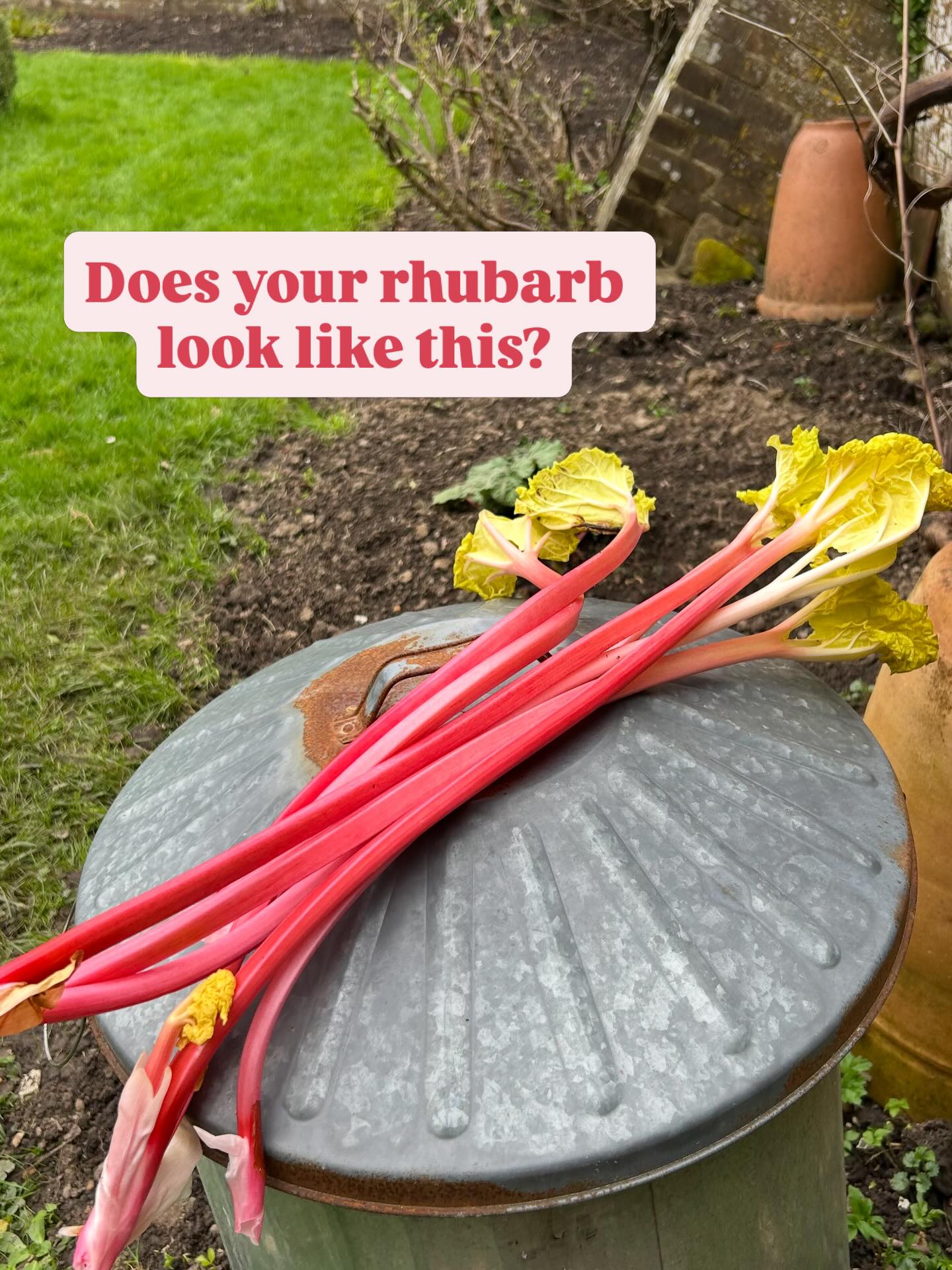Yes I am talking a load of old rhubarb 🩷 but if you follow my lead you won’t regret it. #rhubarb #fruit #grow #forcedrhubarb #gardening