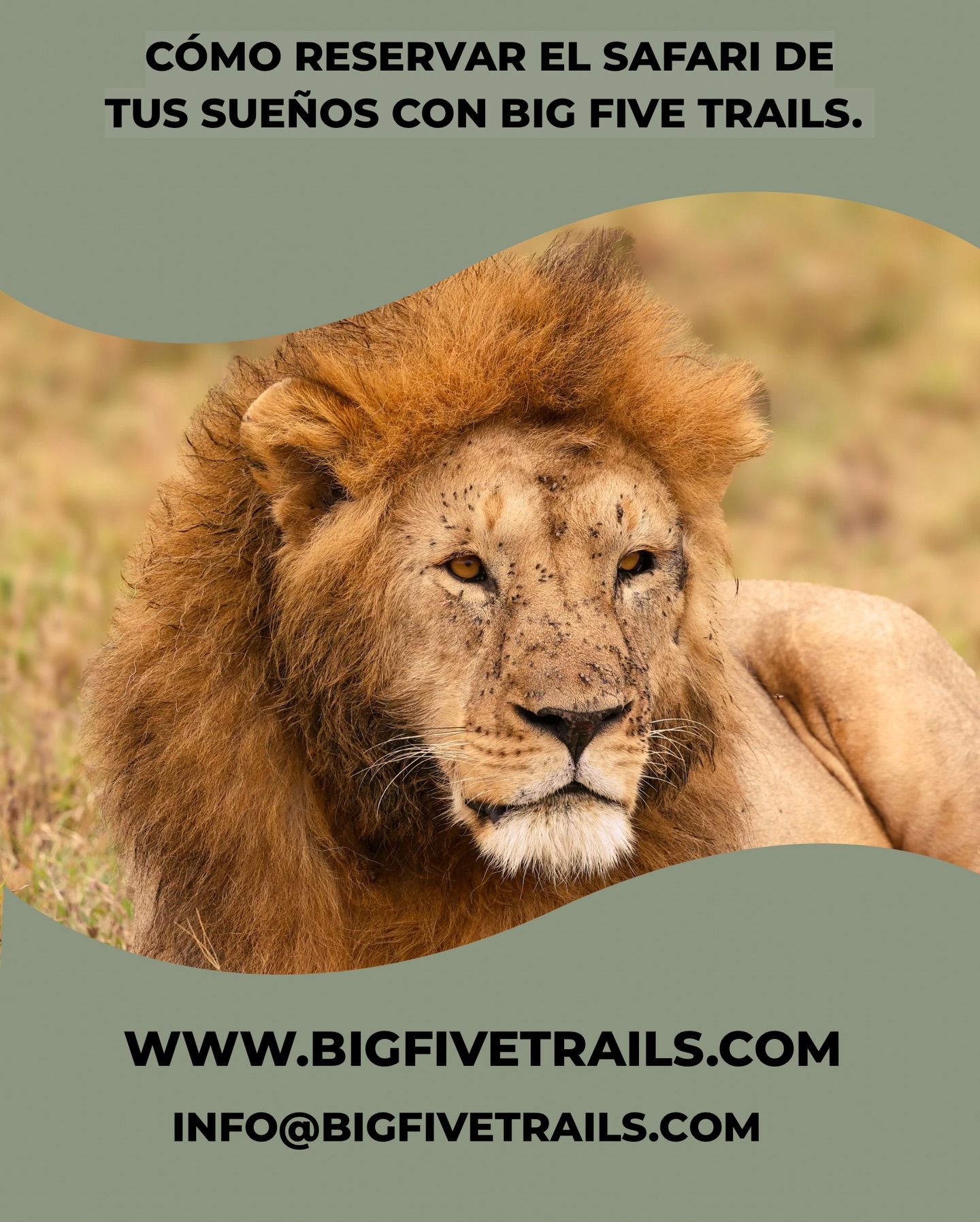 Deja de soñar, empieza a planificar. 🦁🇹🇿
Organizar un safari en Tanzania puede parecer una montaña difícil de escalar, pero en Big Five Trails, hacemos que el viaje sea tan fluido como un amanecer sobre el Serengueti. 🌅
Ya sea que estés tras la pista de la Gran Migración o busques un momento de paz con una manada de leones en el Cráter del Ngorongoro, nosotros nos encargamos de la logística para que tú te enfoques en la magia.
Cómo funciona en 4 pasos sencillos:
1️⃣ Elige tu camino: Cuéntanos qué parques son tus “imprescindibles”.
2️⃣ Elige tu confort: Desde lodges de lujo hasta campamentos auténticos en la sabana.
3️⃣ Recibe tu plan personalizado: Creamos un itinerario 100% a tu medida.
4️⃣ Prepara las maletas: Te recibimos en el Aeropuerto del Kilimanjaro... ¡el resto es aventura!
¿Listo para conocer lo salvaje? 🐾
CÓMO EMPEZAR:
Haz clic en el enlace de nuestra biografía para completar nuestro formulario rápido, o envíanos un mensaje directo con la palabra “SAFARI” y nuestro equipo se pondrá en contacto contigo hoy mismo. 📥
#bigfivetrails #viajestanzania #cómoreservarunsafari #guiaespañolentanzania #safaridenovia