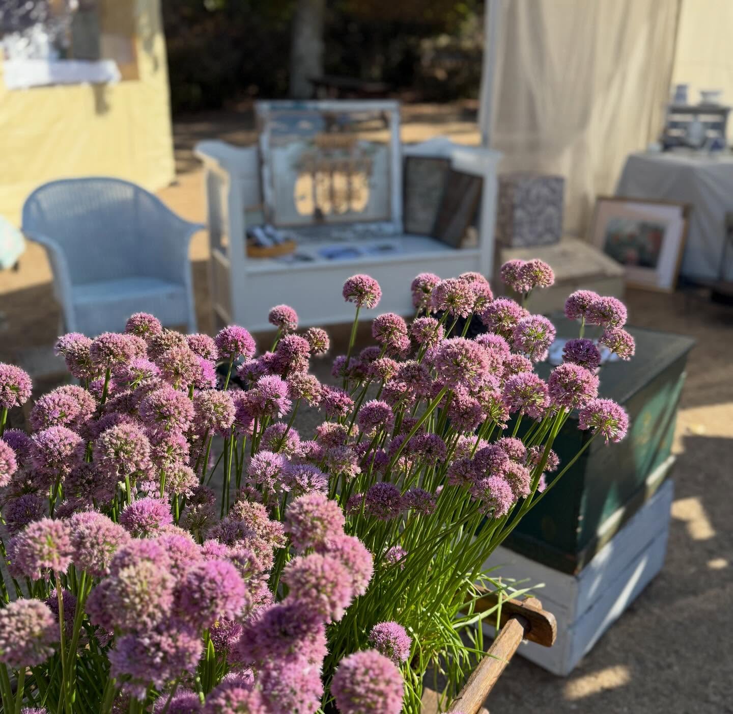 Introducing our Spring Brocante Exhibitors 🌿
@katie_bell_treasure
French Brocante, elegant and stylish vintage finds with a covetable collection of gardenalia, all carefully sourced and curated by Kath @katie_bell_treasure 🌿
It’s lovely to be welcoming back Kath to the Spring Brocante @larmertree again with her latest collections 🌿
The Spring Brocante
3 - 4th May
Larmer Tree
Nr Salisbury
Tickets £7 in advance | £8 on the gate
Children Free | No concessions
Join us over the May Day weekend for another beautiful event in this stunning location 🌿
Artisan Makers | Textiles | French Brocante | Stationery | Art | Lifestyle & Wellbeing | Decorative Antiques | Vintage Treasures
#brocanteshopping #thedorsetbrocante #mayday