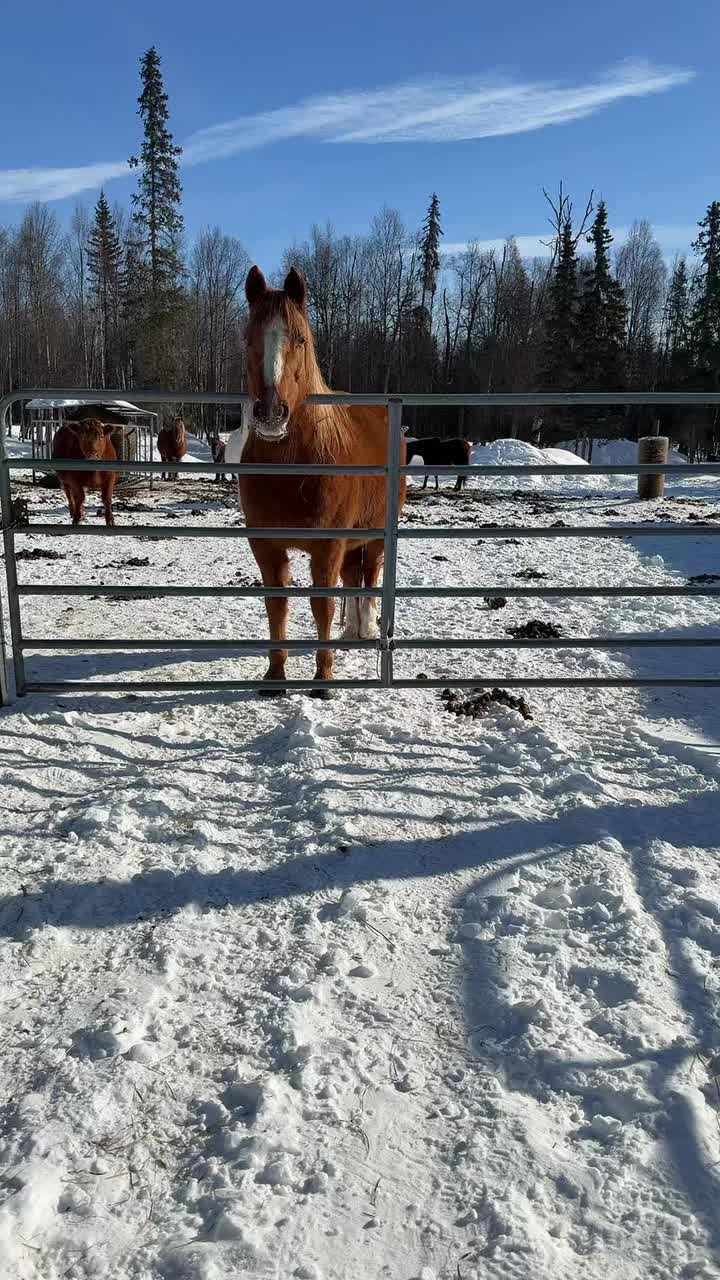 Such a wonderful day! The sun brings so much warmth this time of year. About a 30° increase in temperature since 6am. #Alaska #reindeer #KenaiReindeerFarm #visitalaska #horse #alaskalife #sun